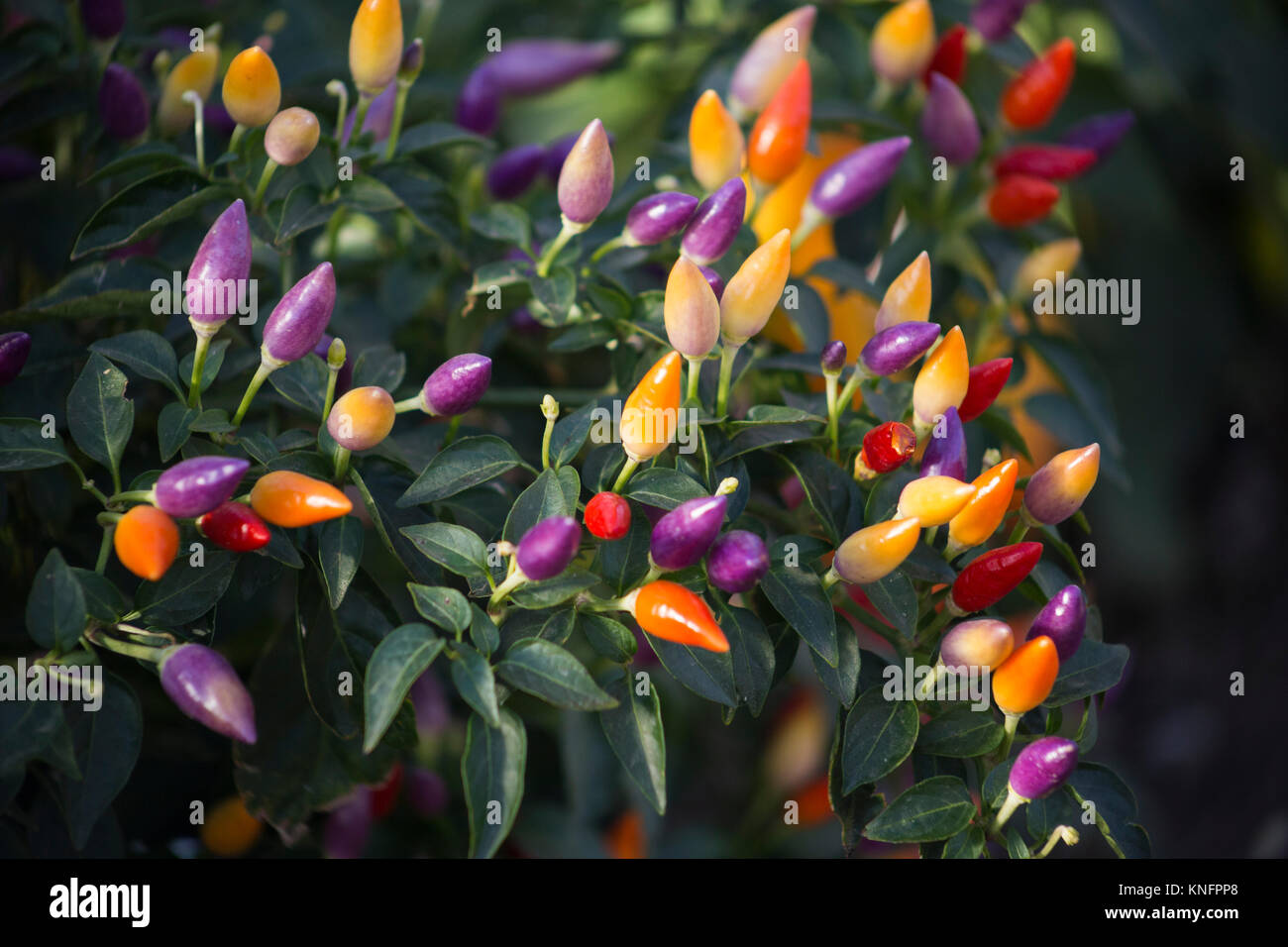 Chilli numex twilight hi-res stock photography and images - Alamy