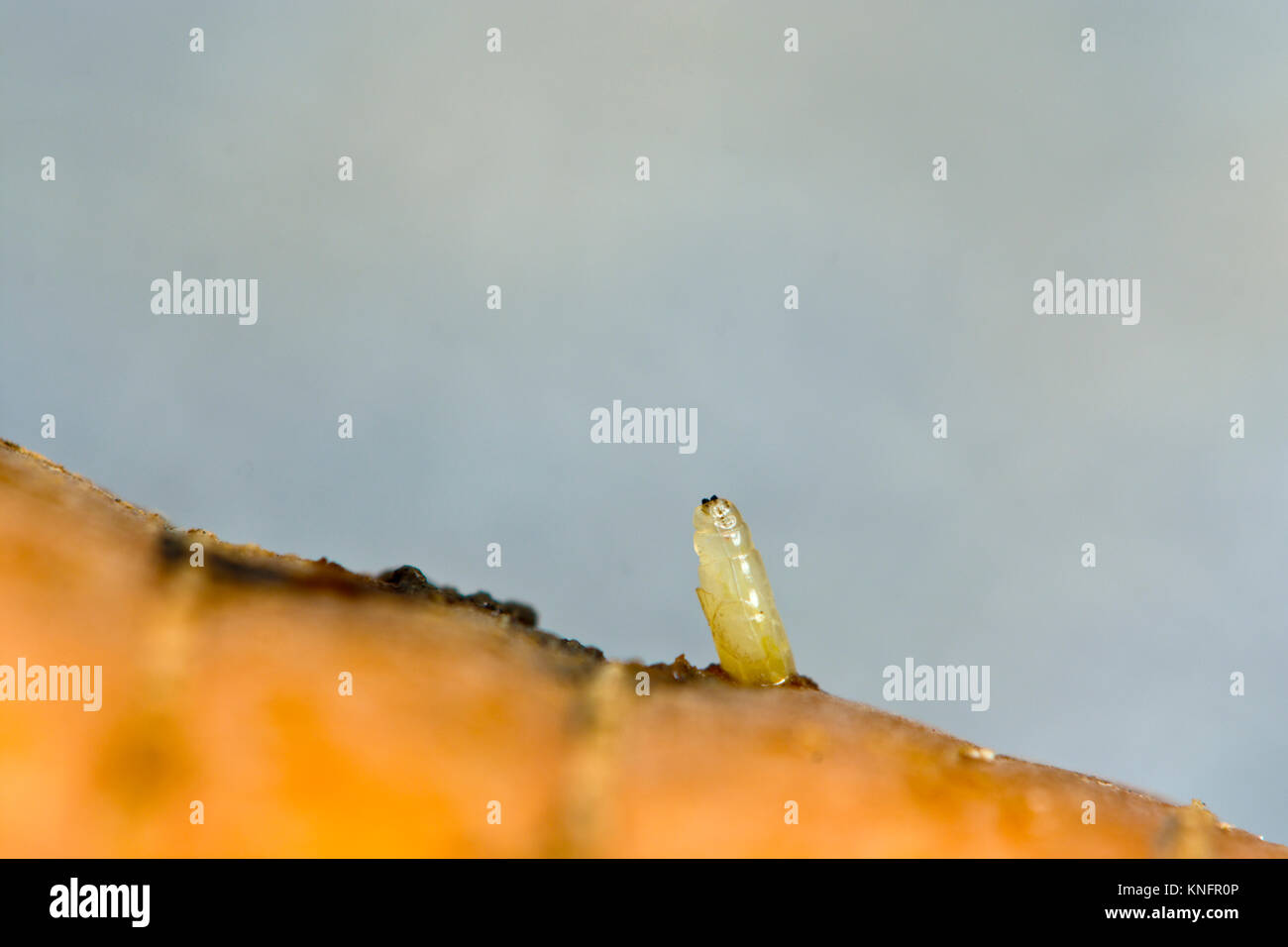close-up-of-the-damaging-carrot-fly-larvae-maggot-chamaepsila-rosae