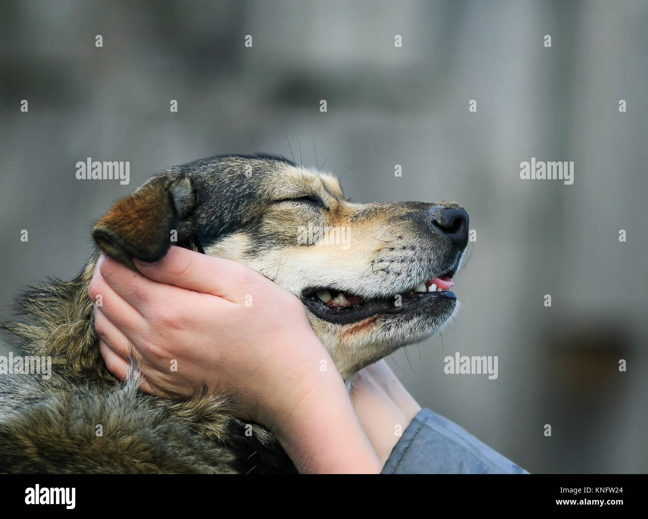 children's hands hold in the arms, the face, funny dogs with dirty nose Stock Photo