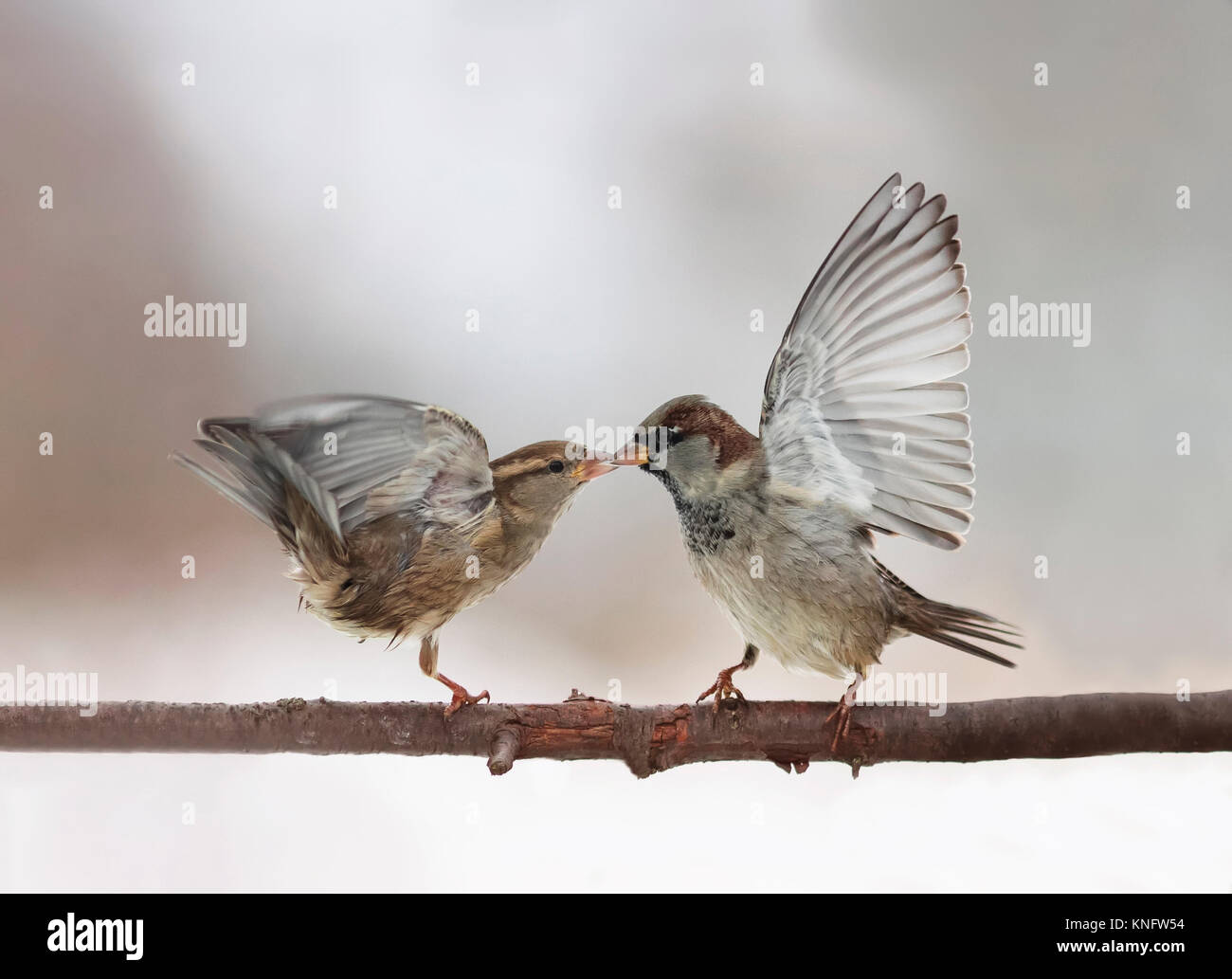 couple of cute little birds sparrows arguing on the branch flapping wings and beaks locked together Stock Photo