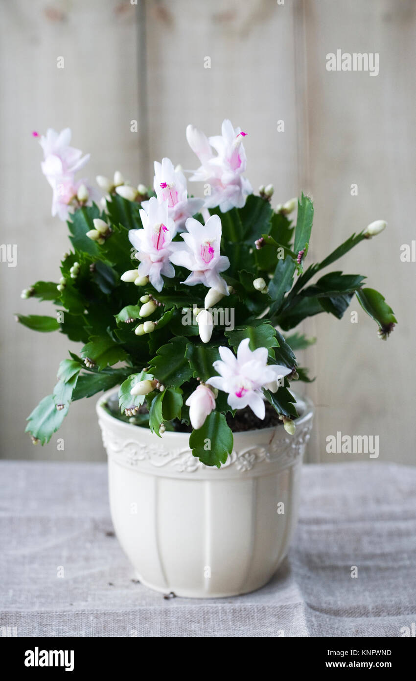 Schlumbergera truncata. Christmas cactus. Stock Photo