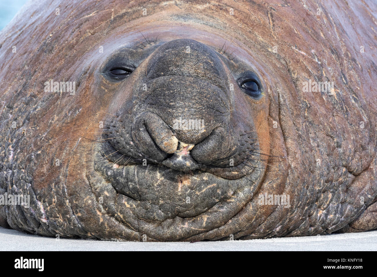 Southern elephant seal male snout hires stock photography and images