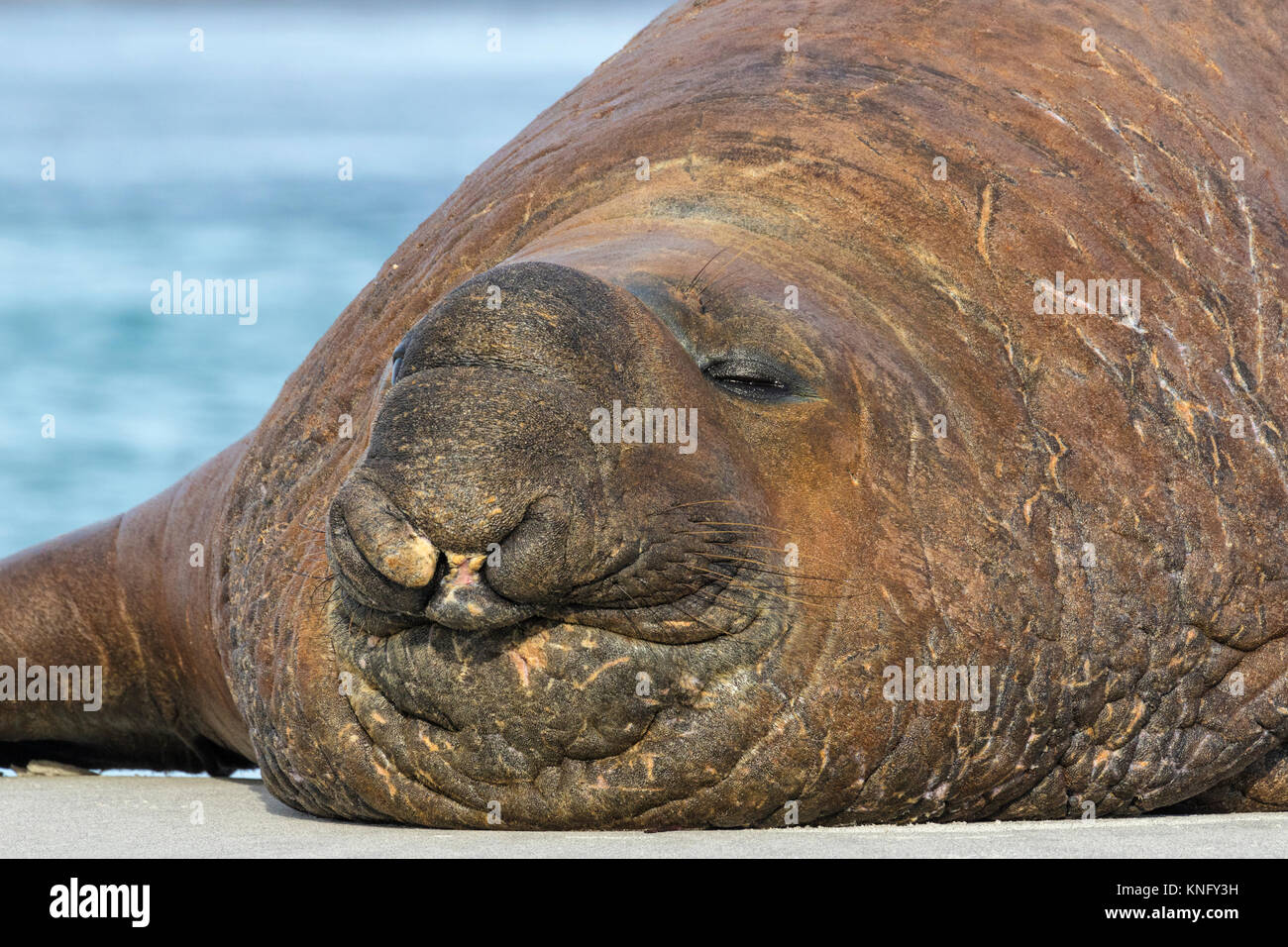 Southern elephant seal male snout hires stock photography and images