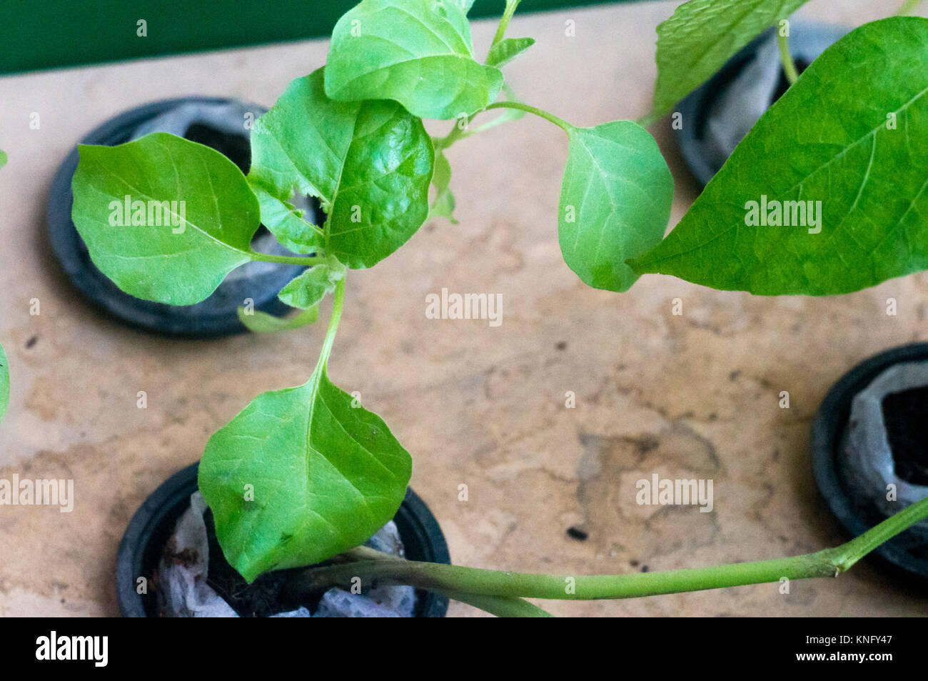 Hydroponic plant growing in net pots held on a wooden plank Stock Photo