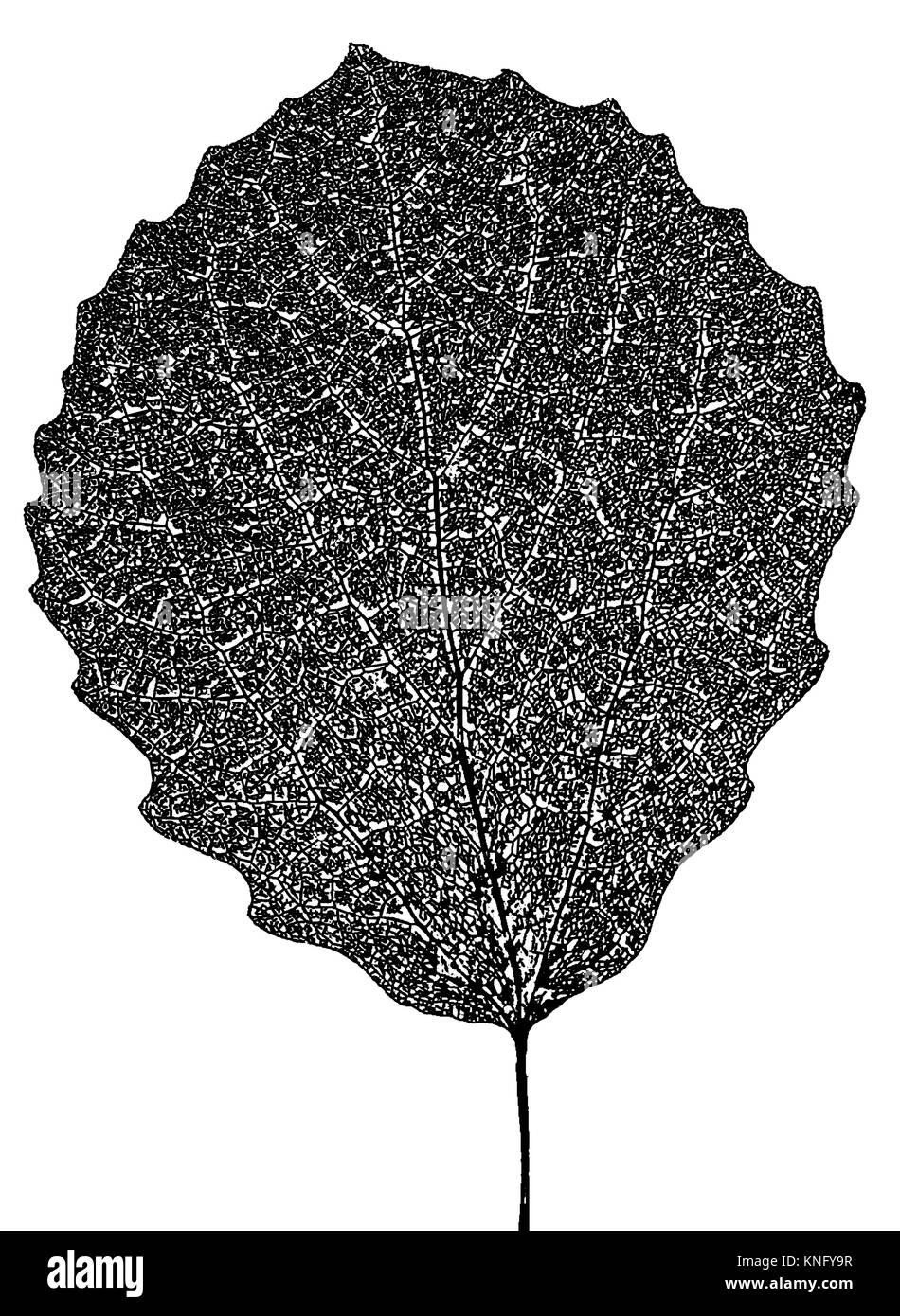 skeleton aspen leaf natural abstract texture vector silhouette Stock