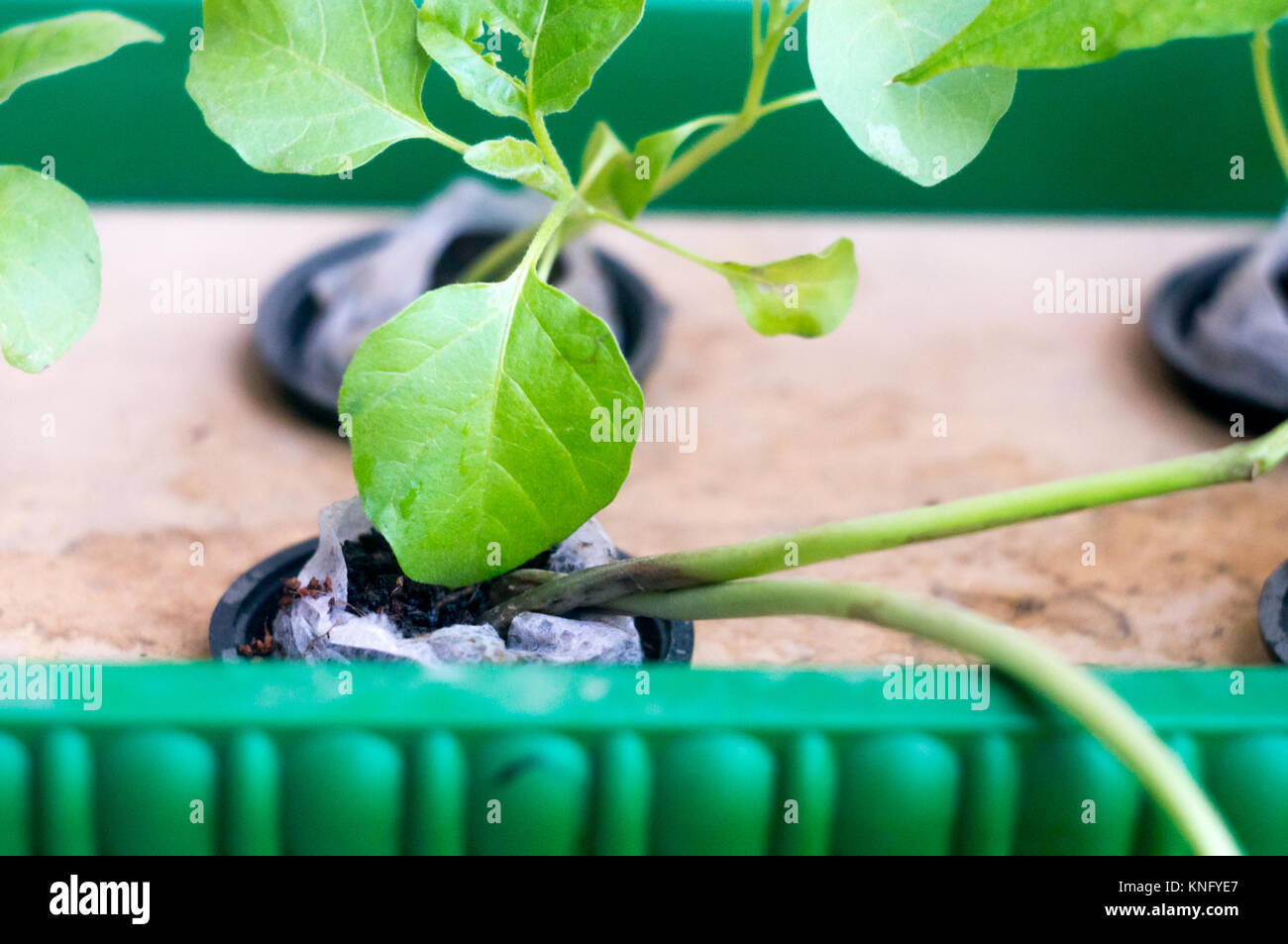 Bean, Brinjal plants growing in hydroponic net pot Stock Photo Alamy