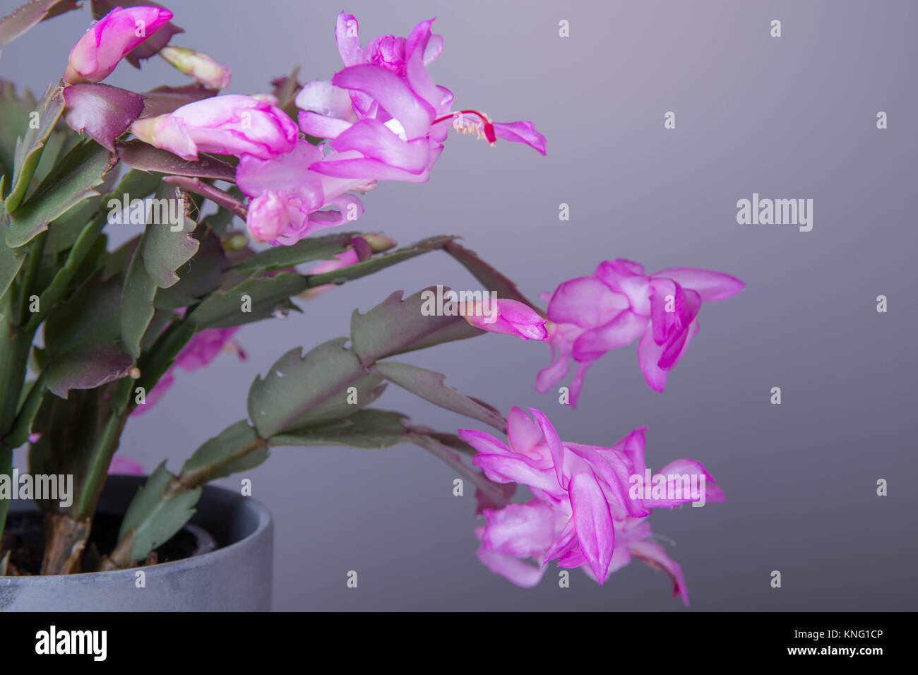 Blooming Pink Christmas Cactus schlumbergera in a pot isolated on white
