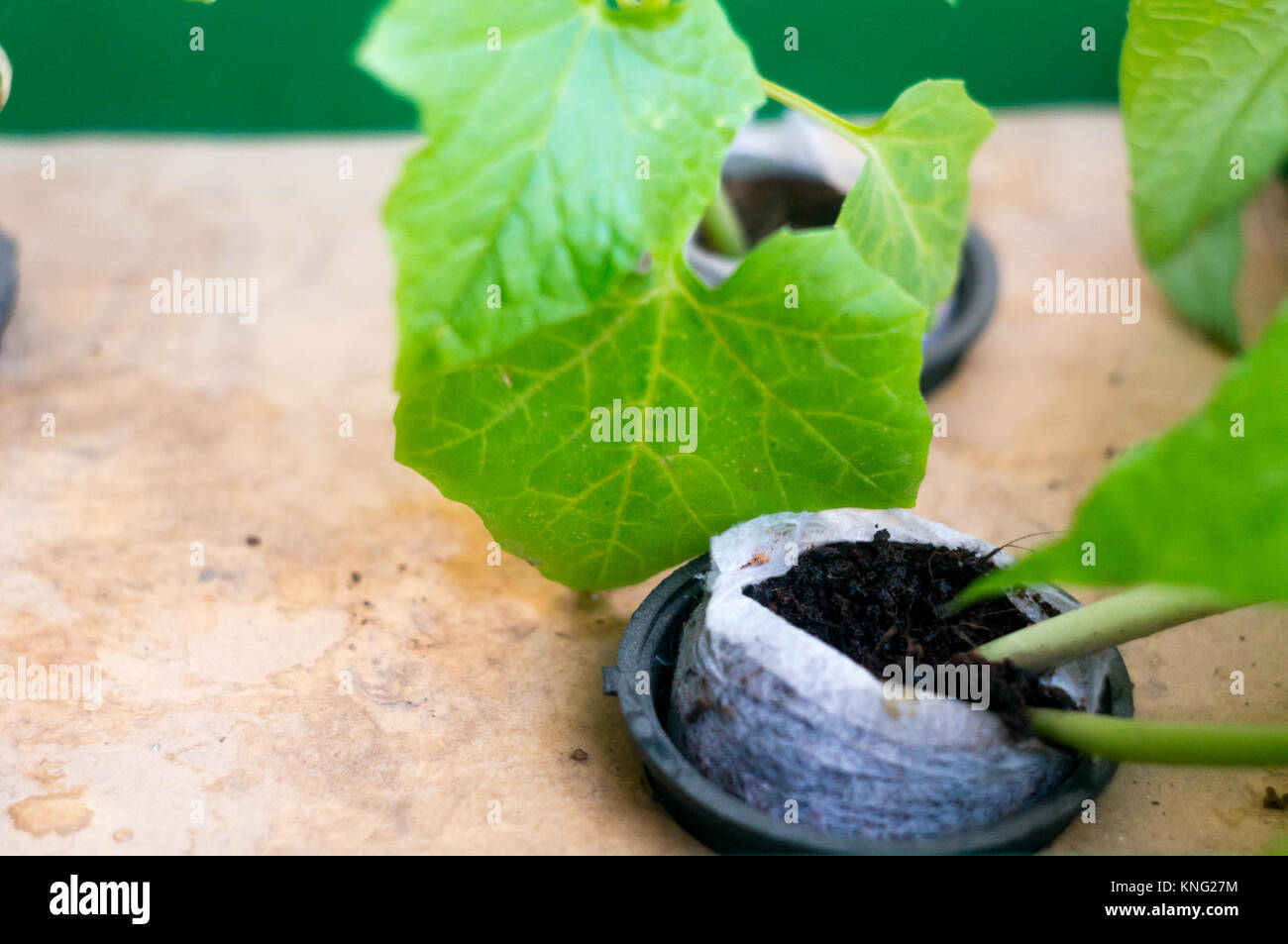 Bean, Brinjal plants growing in hydroponic net pot Stock Photo Alamy