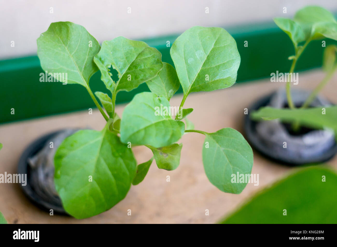 Bean Brinjal plants growing in hydroponic net pot Stock Photo Alamy