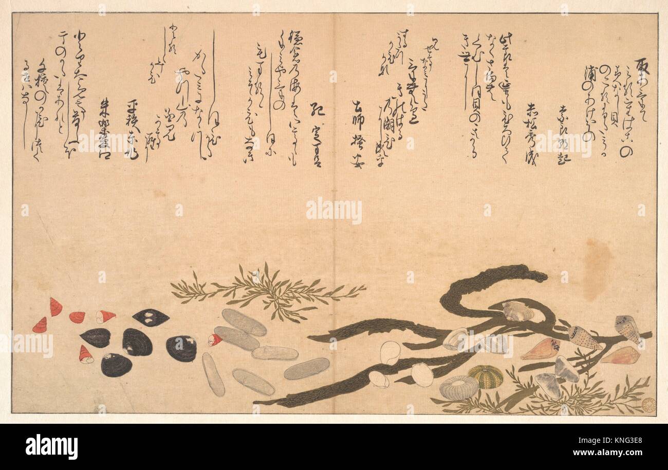 Date Shells High Resolution Stock Photography and Images - Alamy