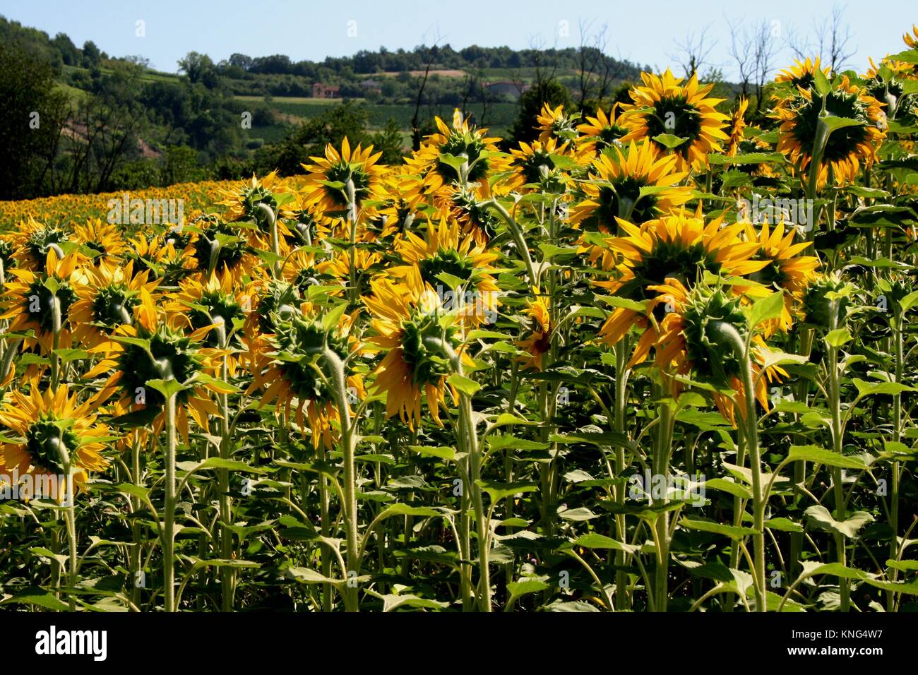 Field of sunflowers in italian landscape Stock Photo