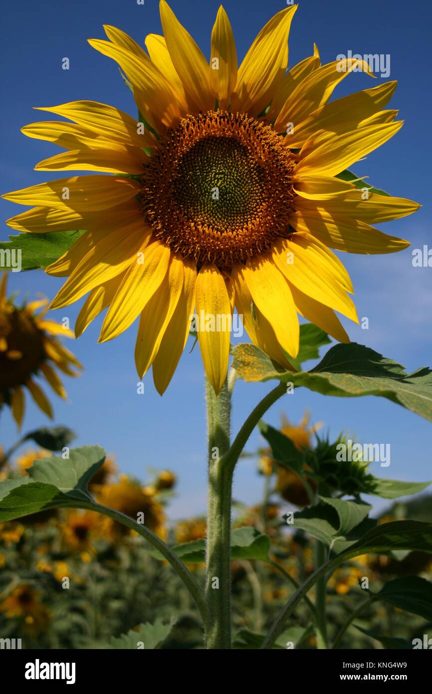 Field of sunflowers in italian landscape Stock Photo - Alamy