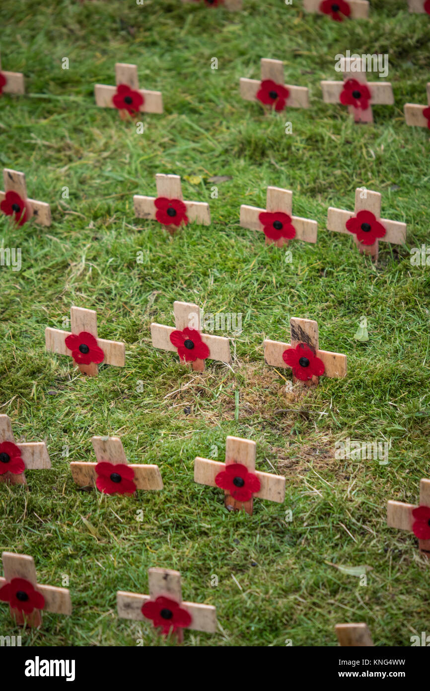 Armistice day poppies on small wooden crosses. England. UK. Stock Photo