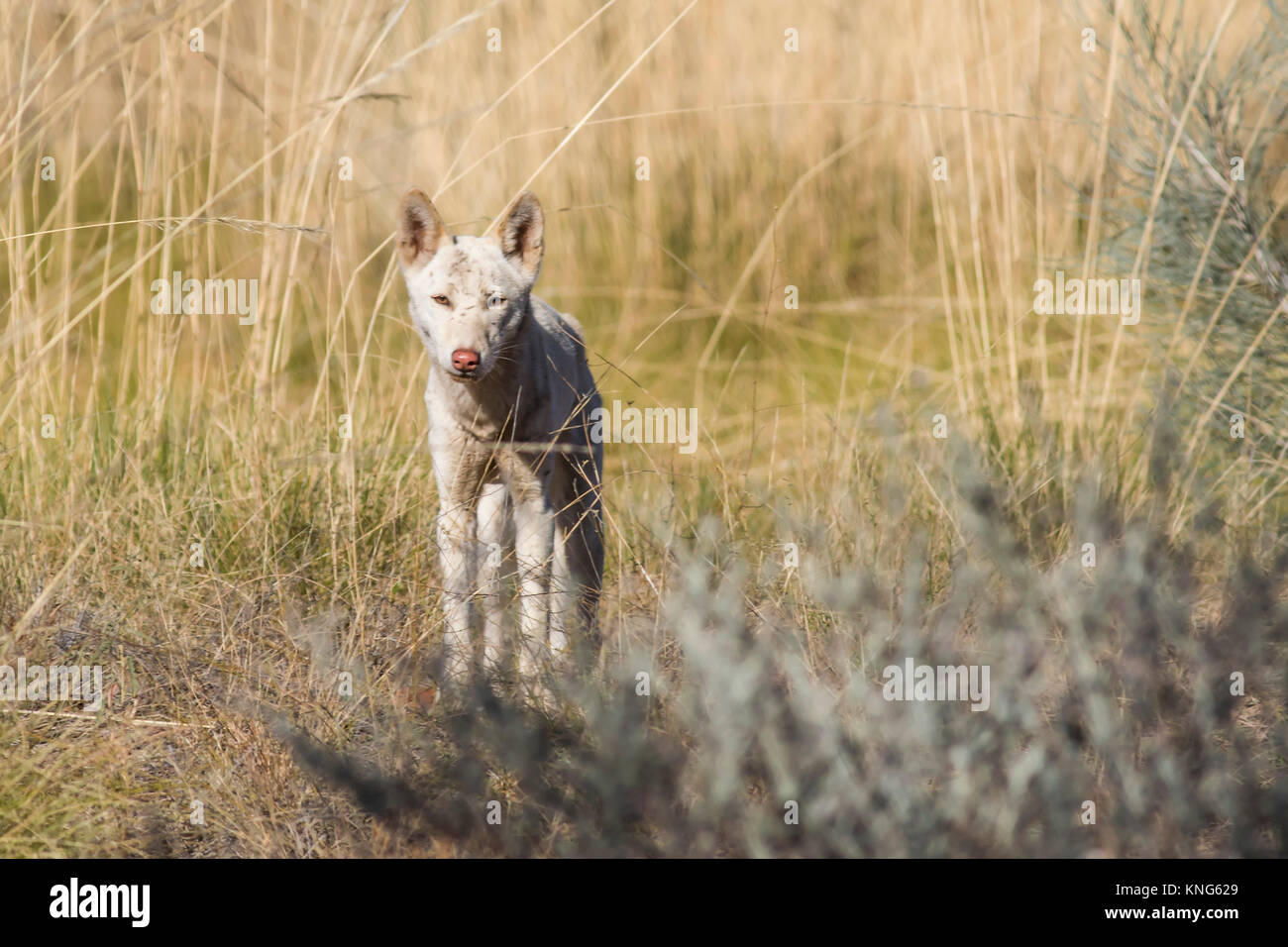 Dingo (Canis familiaris). Jupiter Well on the Gary Junction Road, Western Australia, Australia Stock Photo