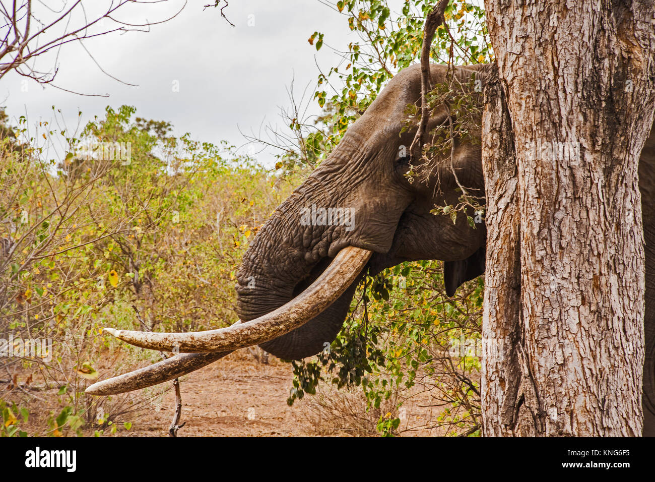 African Elephant (Loxodonta africana) in Kruger National Park. South Africa 8 Stock Photo