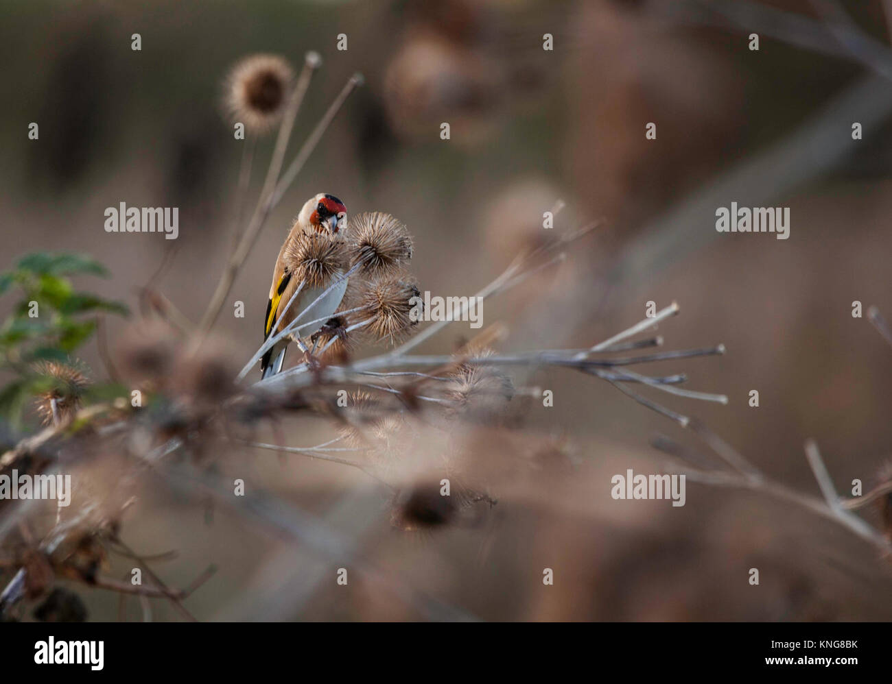 British Birds Stock Photo