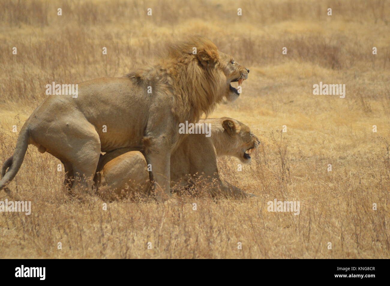 african safari september 2017 serengeti n'gorongoro manyara tanzania Stock Photo