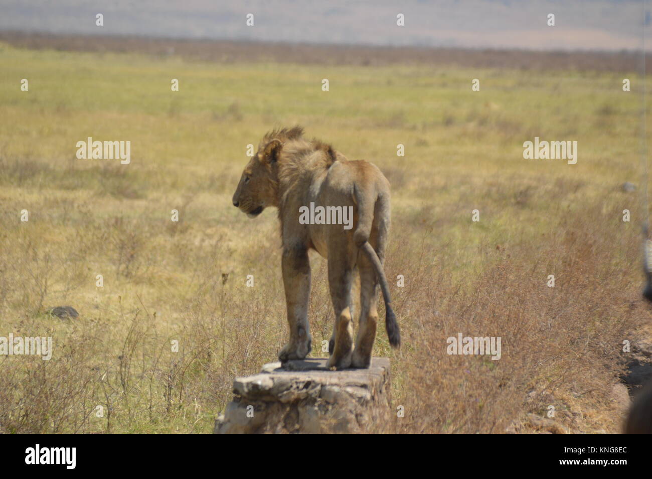 2017 African Lion High Resolution Stock Photography and Images - Alamy