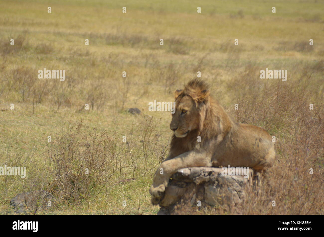 2017 African Lion High Resolution Stock Photography and Images - Alamy
