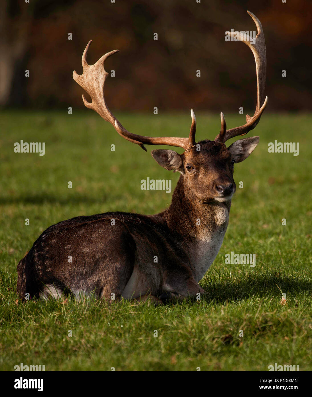 Animals Of Norfolk Stock Photo - Alamy