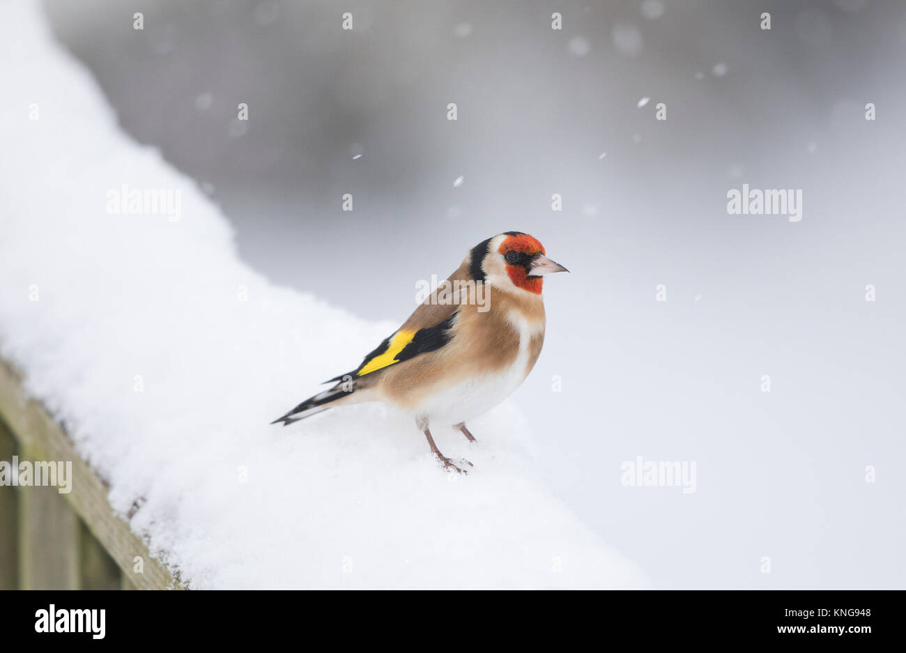 Goldfinch, (Carduelis carduelis), in the snow, Shropshire Borderscold weather, Stock Photo