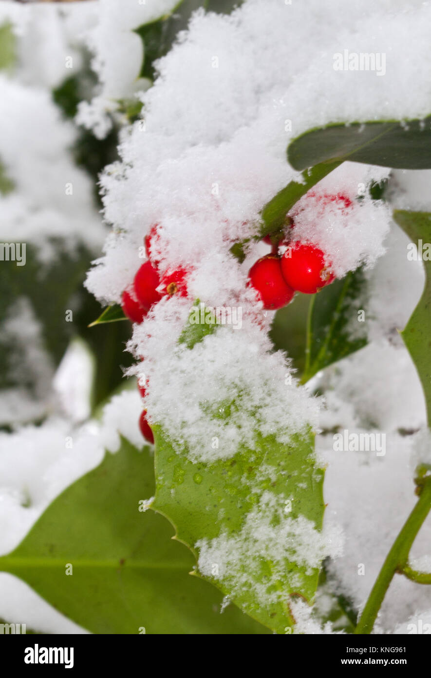Leathery, spiny leaves and berries of Holly, covered with snow Stock Photo