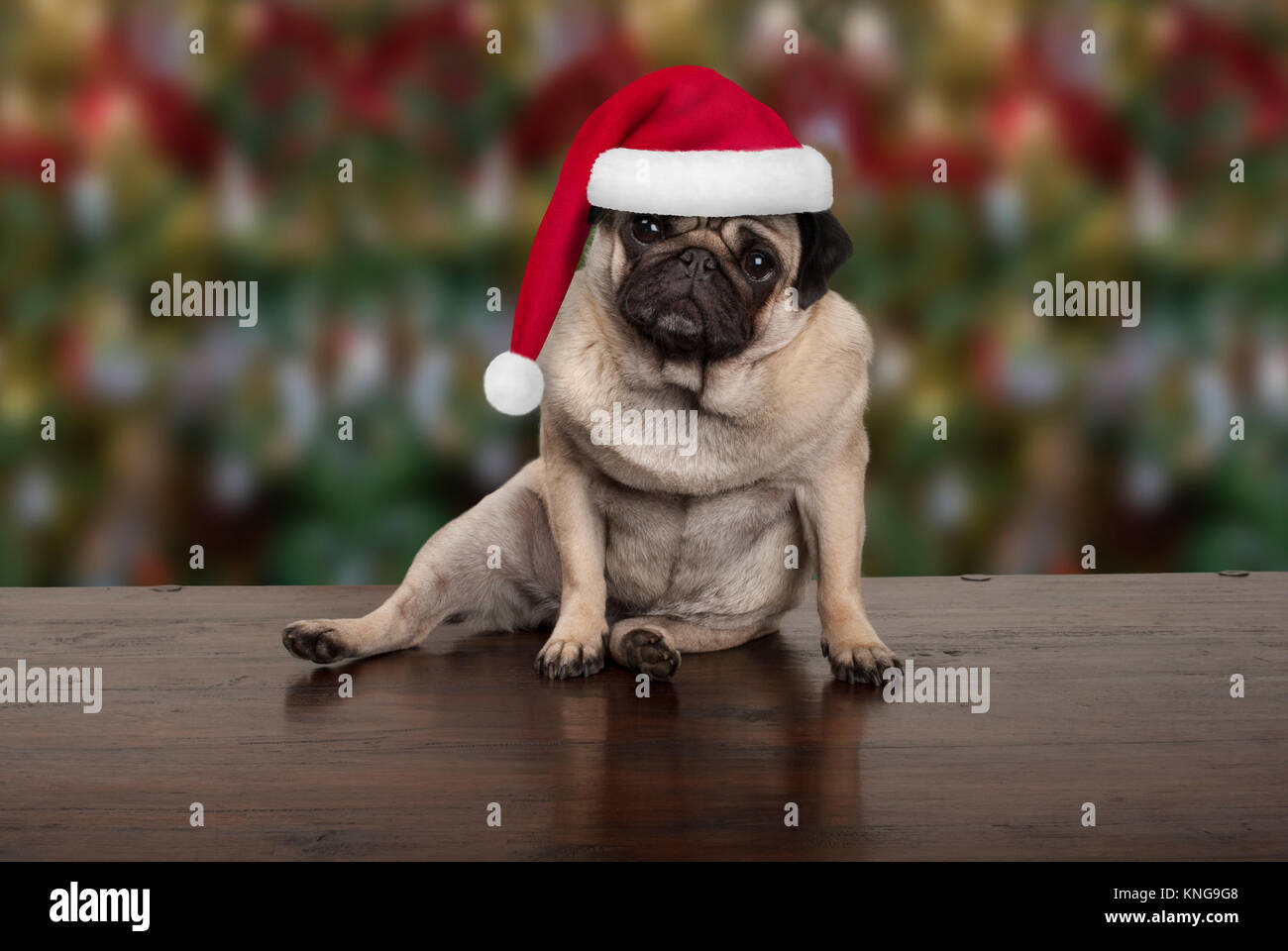 PUG PUPPY WITH CHRISTMAS GIFTS SINGLE DOG PRINT GREETING CHRISTMAS CARD