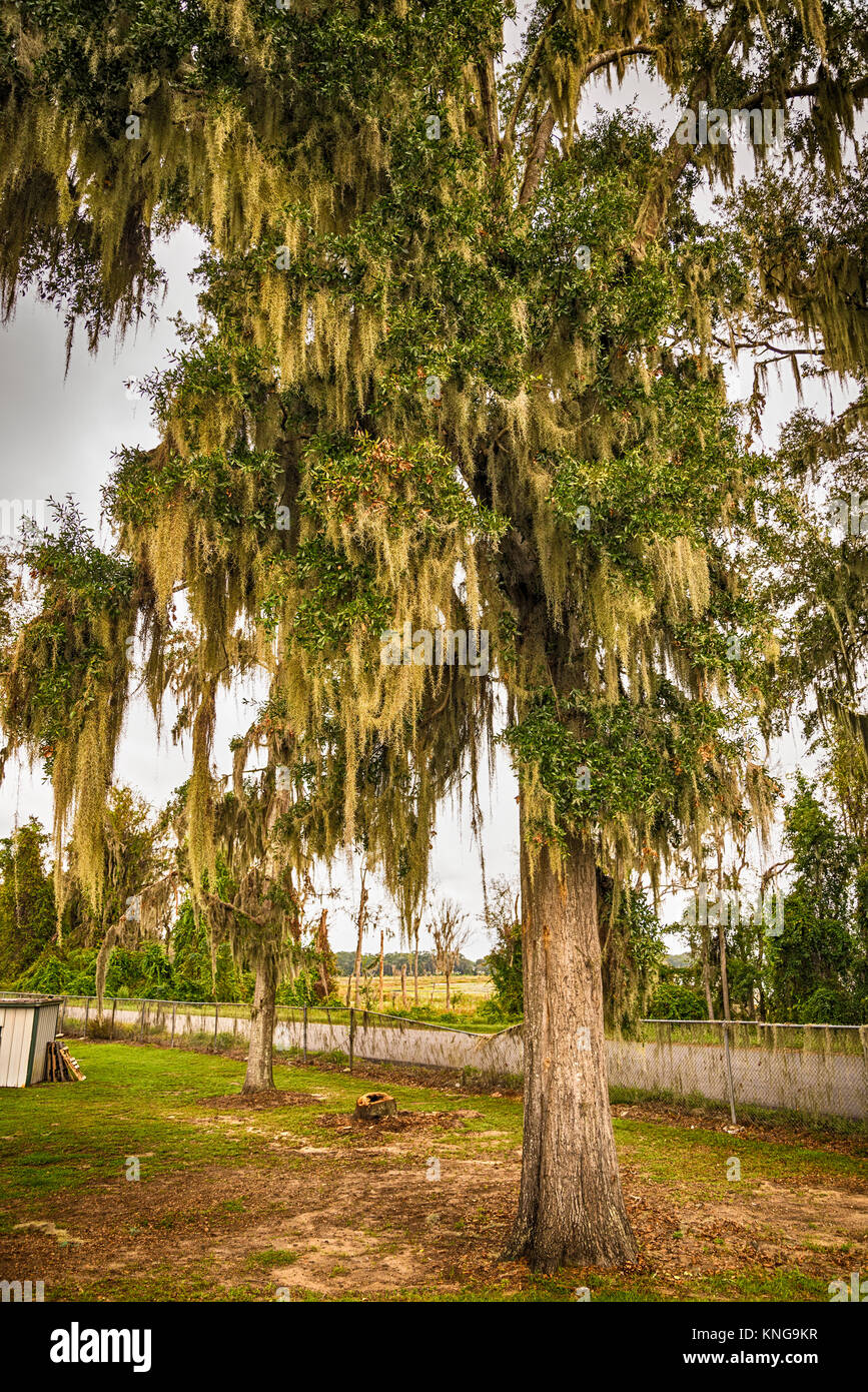 Live oak trees and Spanish moss in Stock Photo Alamy