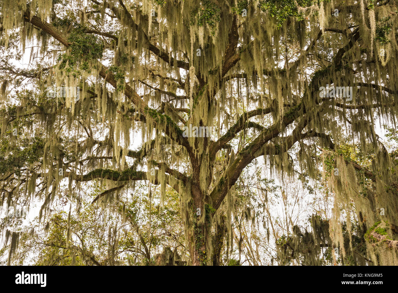 Oak trees spanish moss hires stock photography and images Alamy