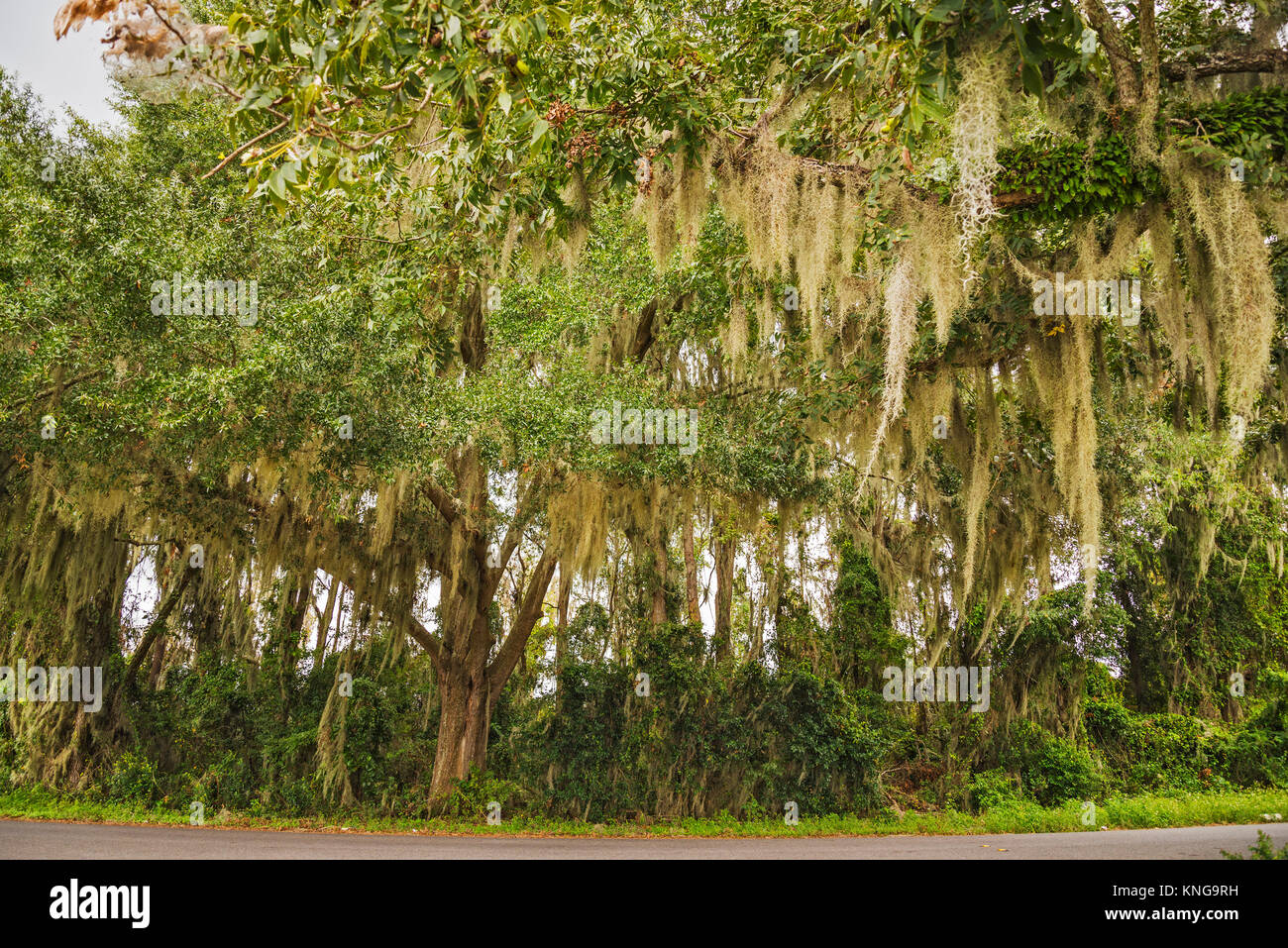 Oak Trees Spanish Moss High Resolution Stock Photography And Images Alamy