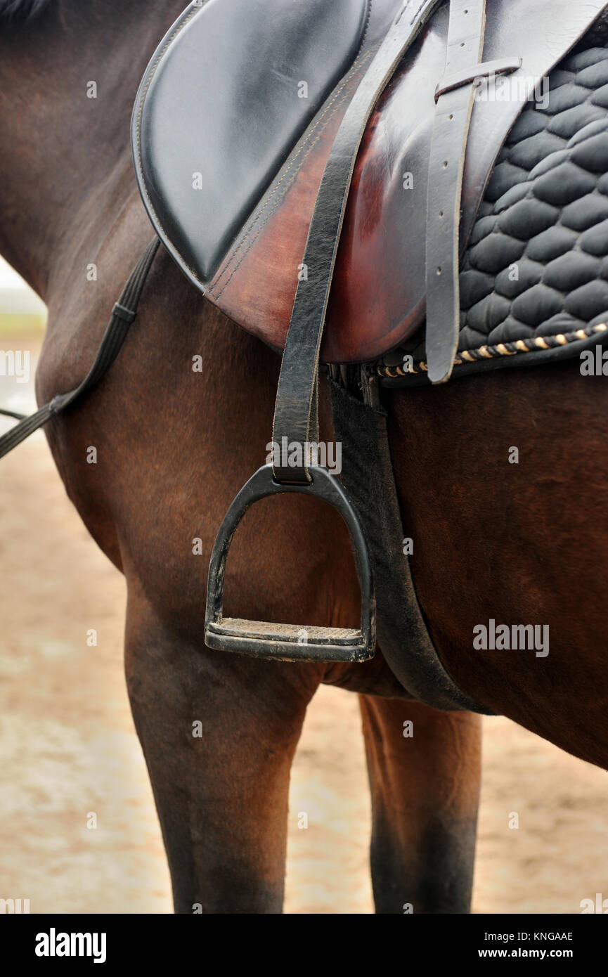 Riding Saddle on a chestnut colored horse Stock Photo Alamy