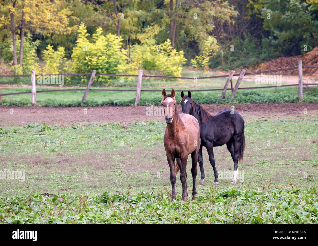 two horses on farm agriculture Stock Photo Alamy