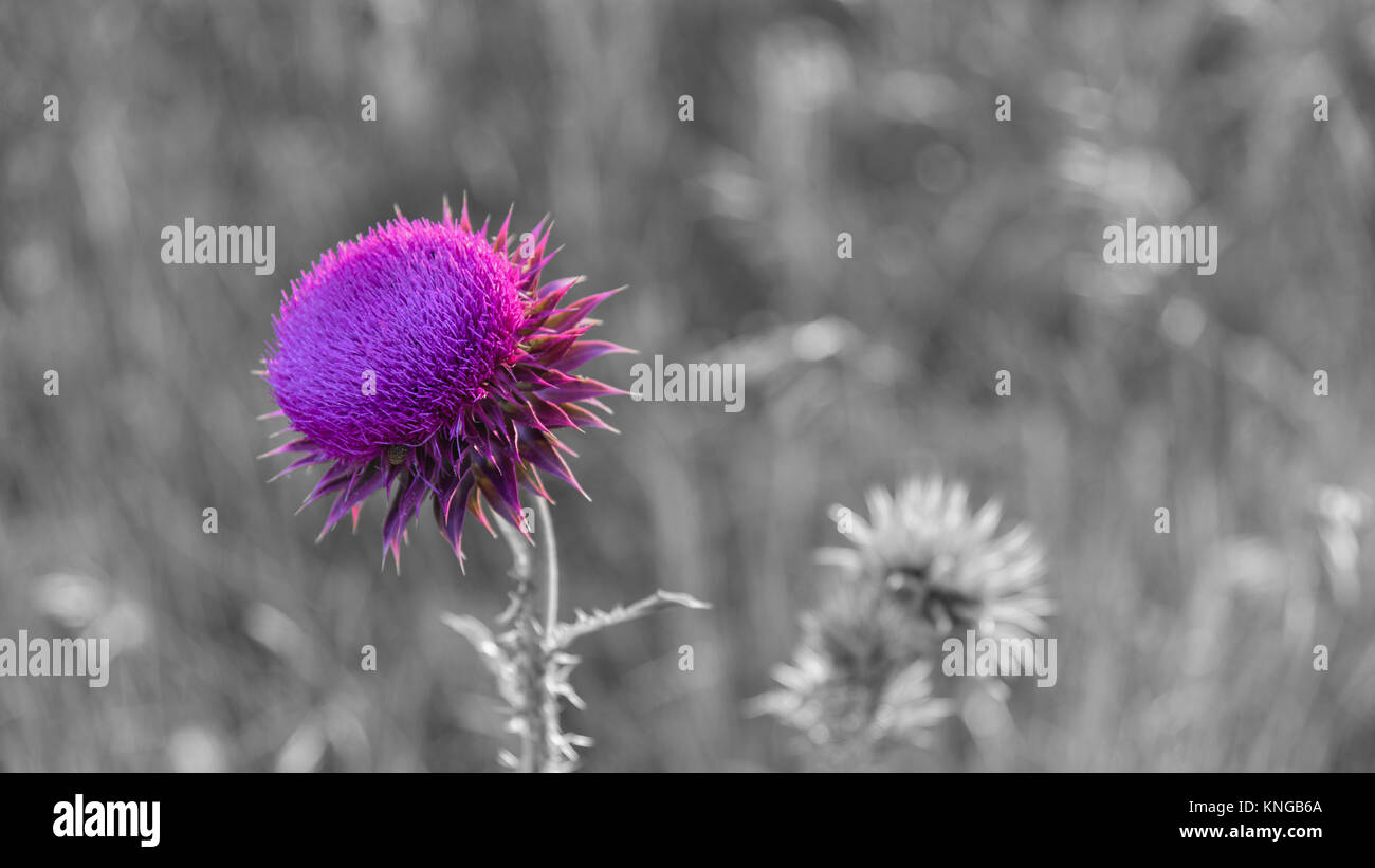 Pink milk thistle thorn flower selective color Stock Photo