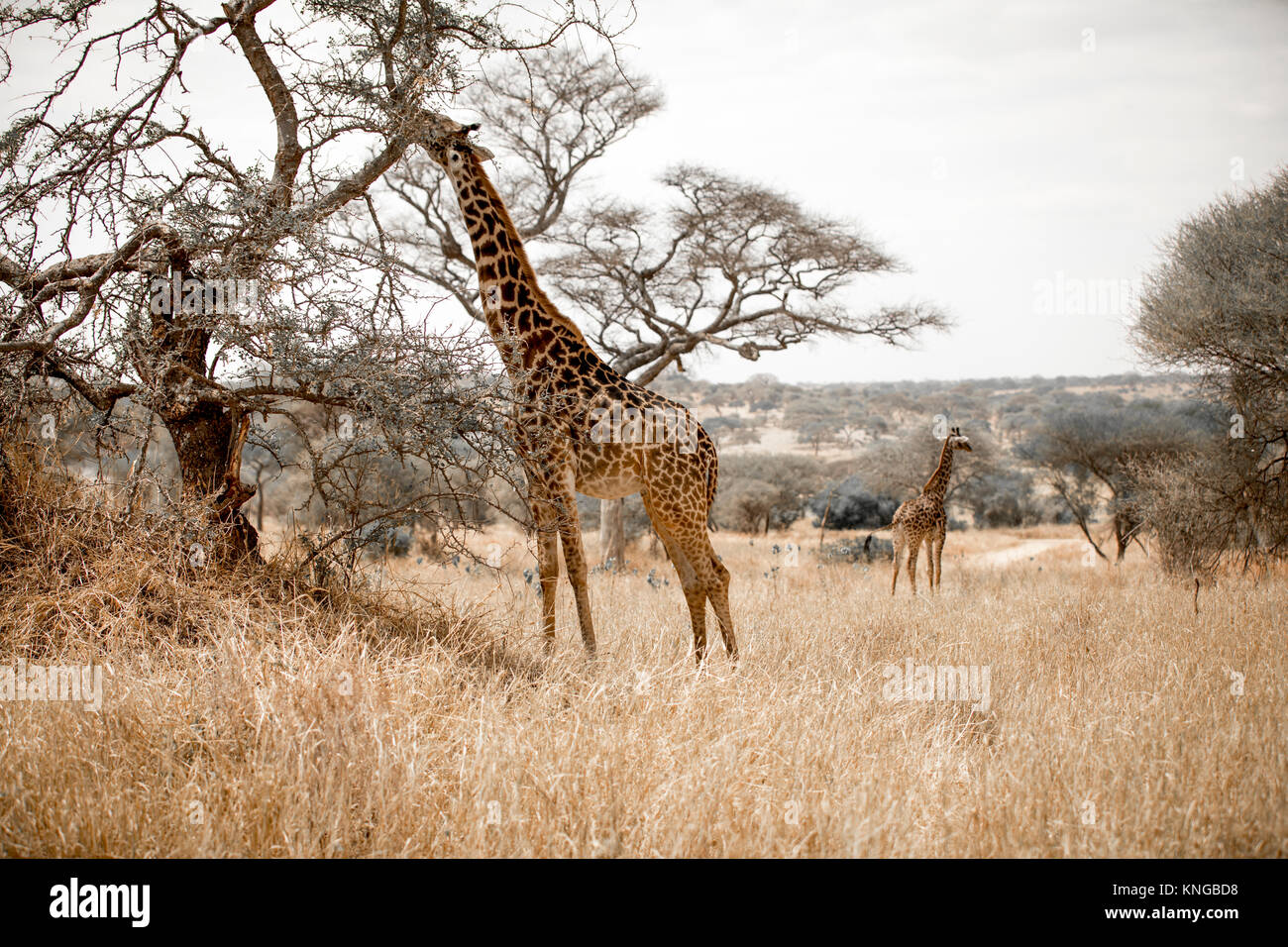 Serengeti hi-res stock photography and images - Alamy