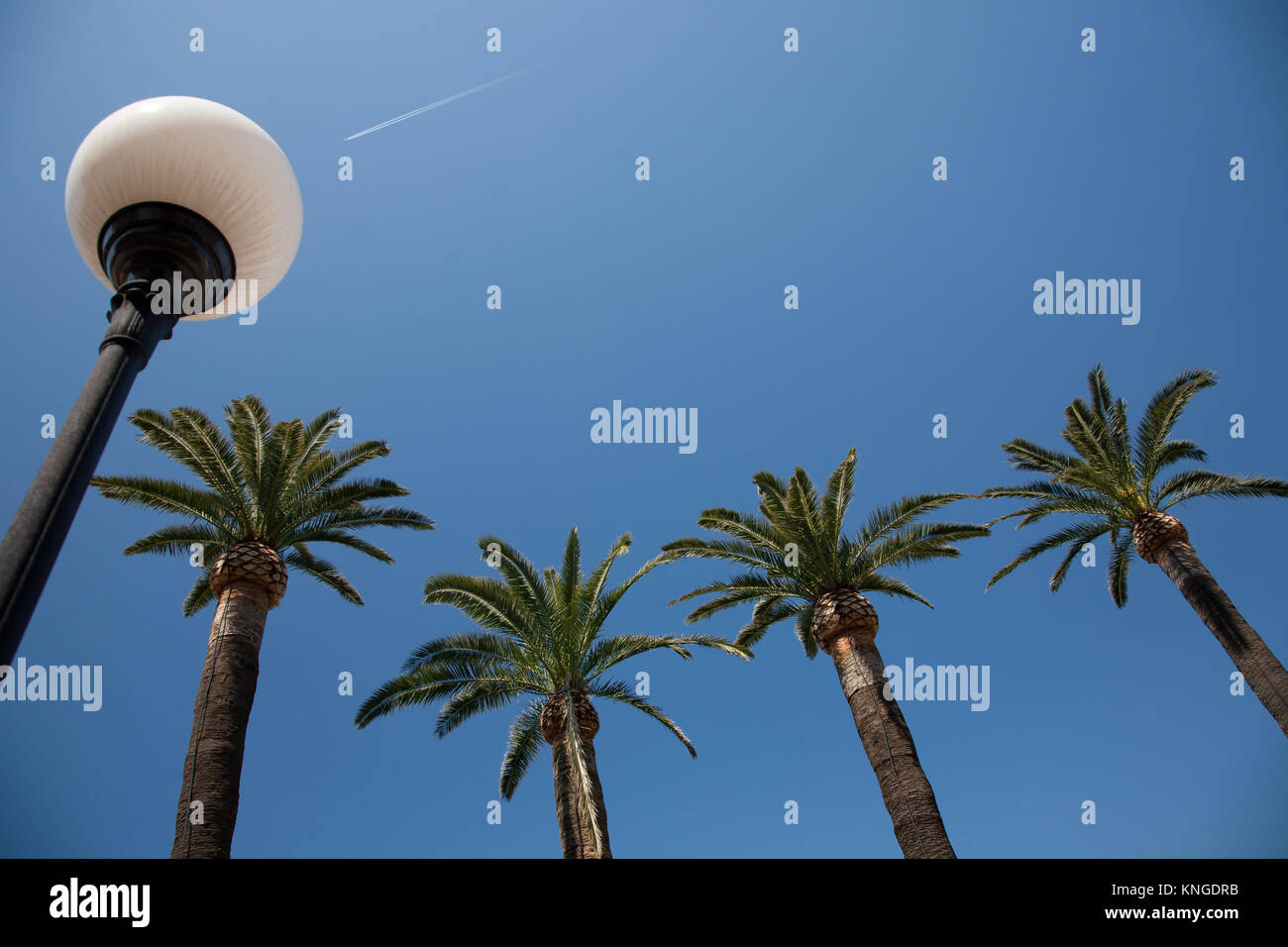 Four palm trees and a lamppost against a blue sky with aircraft vapour trail in the distance, Sorrento, Italy. Stock Photo