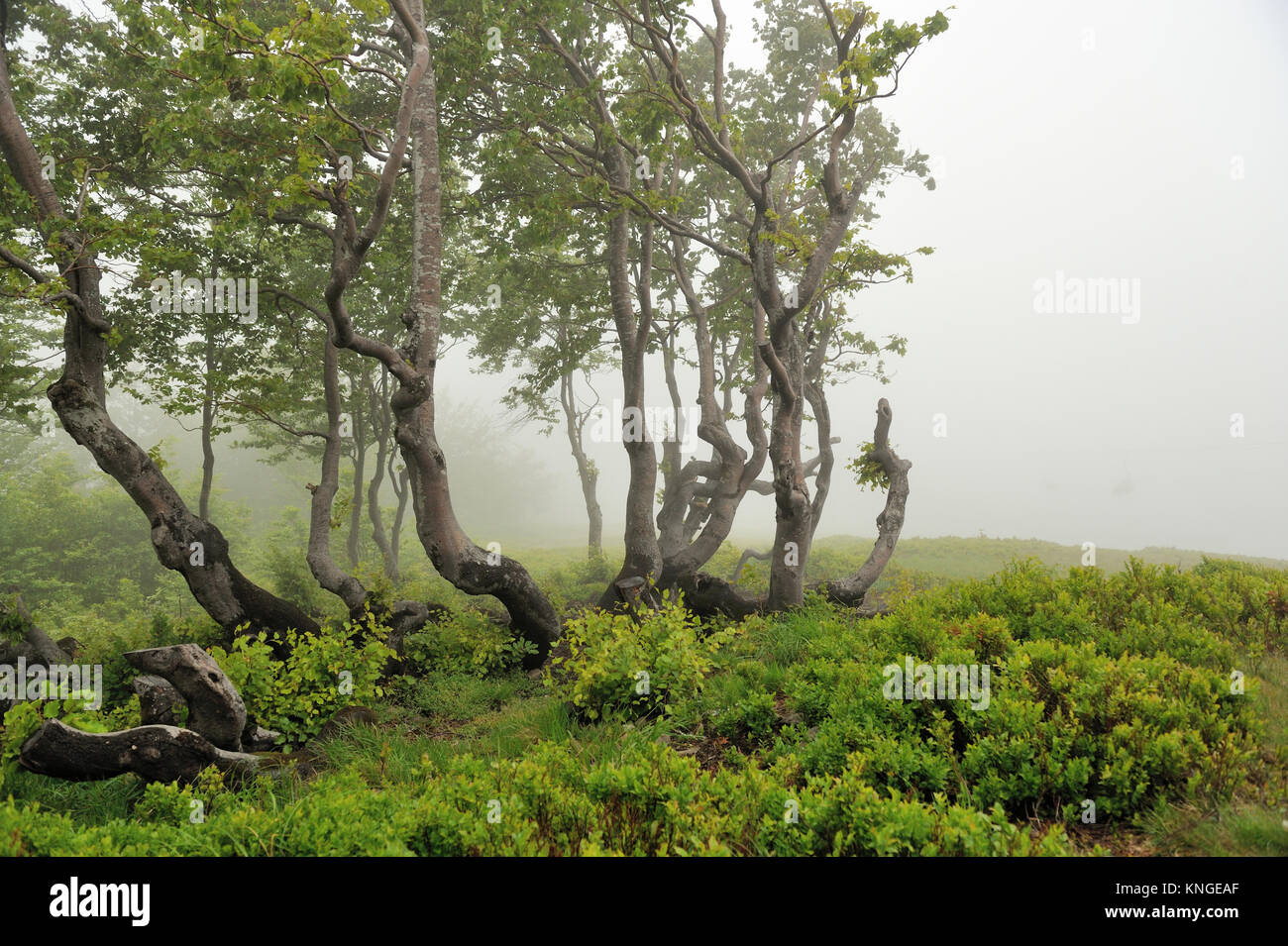Landscape with fog in mountains and rows of trees Stock Photo - Alamy