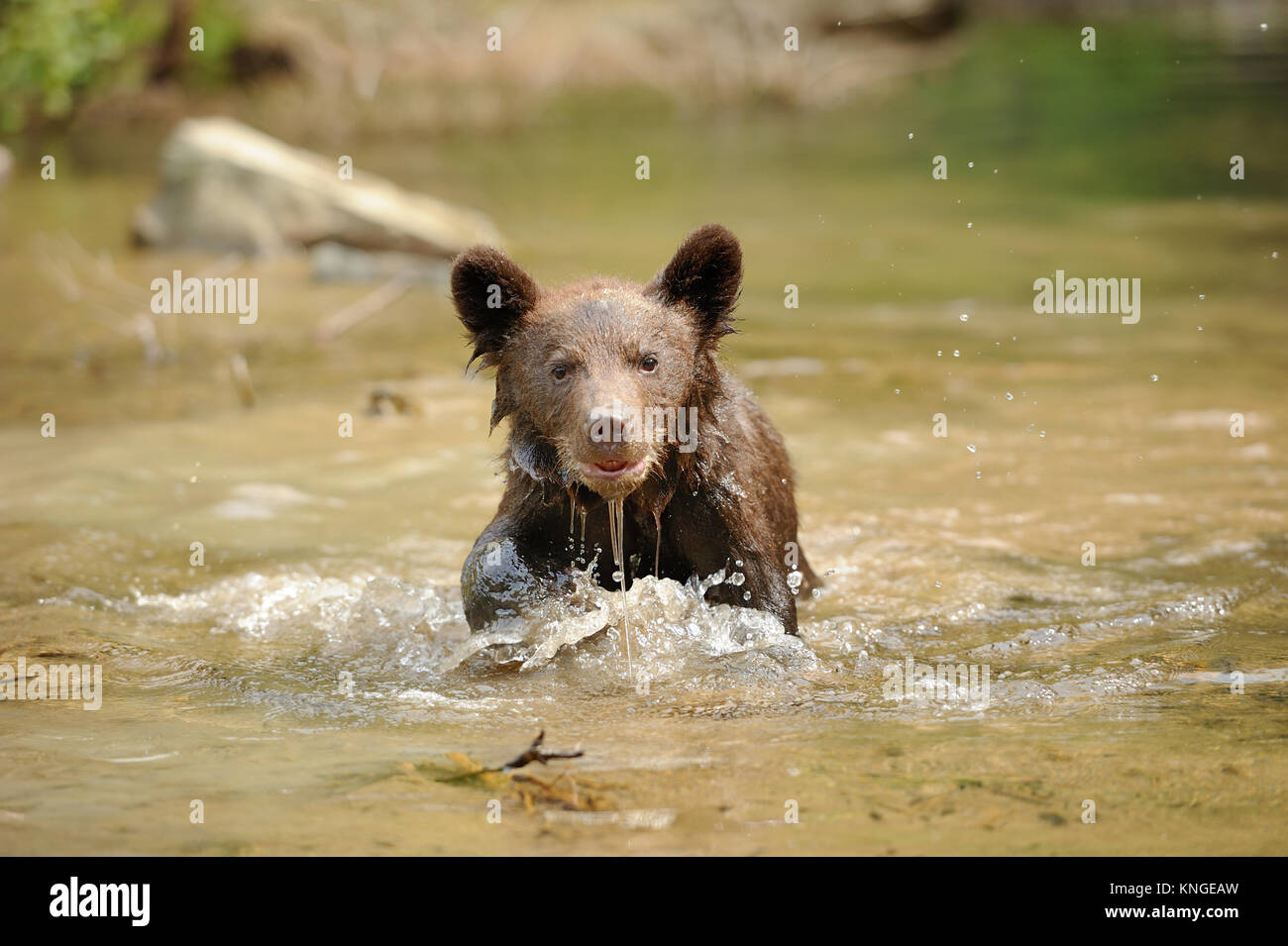 Brown bear cub in a forest Stock Photo - Alamy