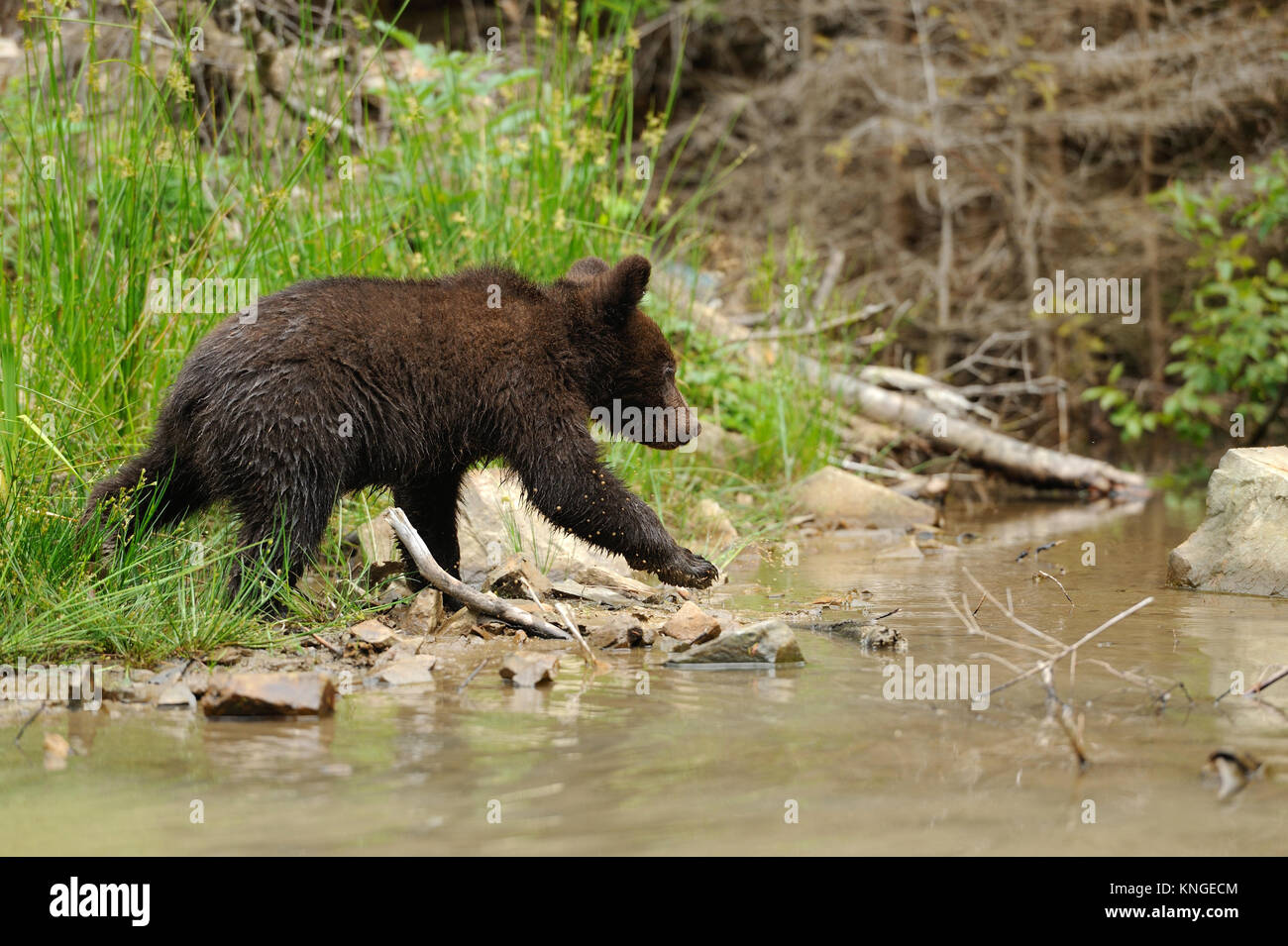 Brown bear cub in a forest Stock Photo - Alamy