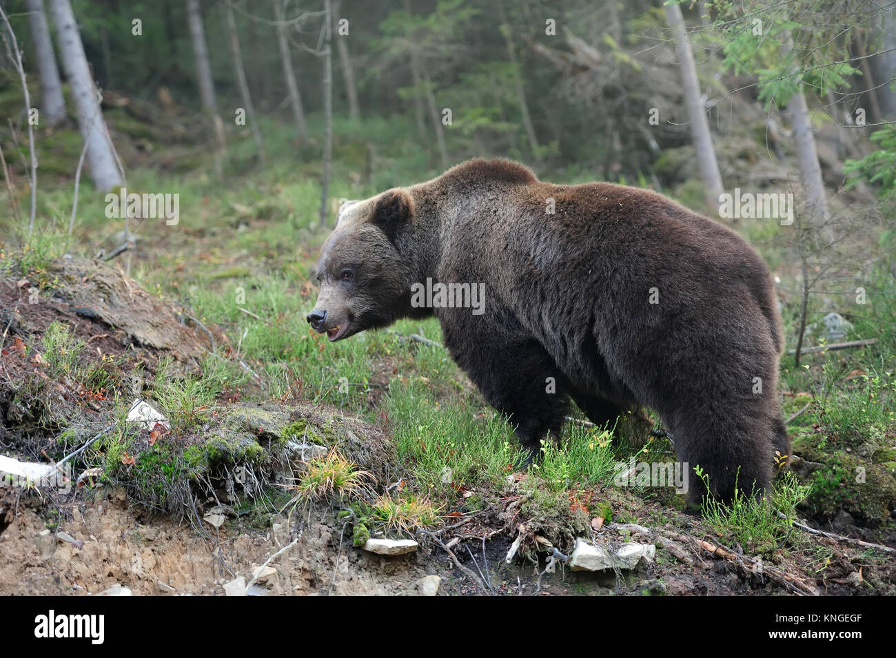 A brown bear in the forest Stock Photo - Alamy