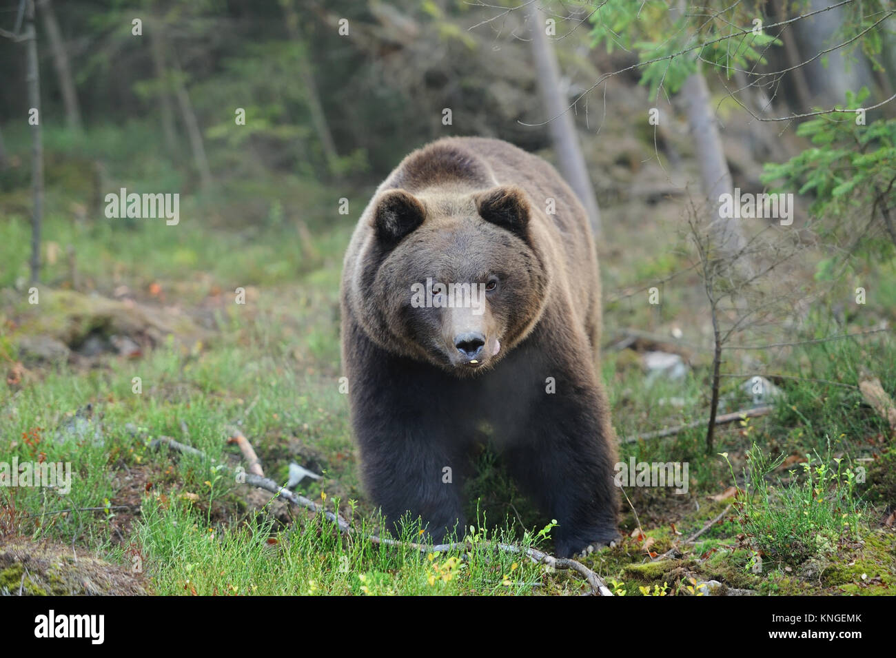 Young brown bear in the wild forest Stock Photo - Alamy