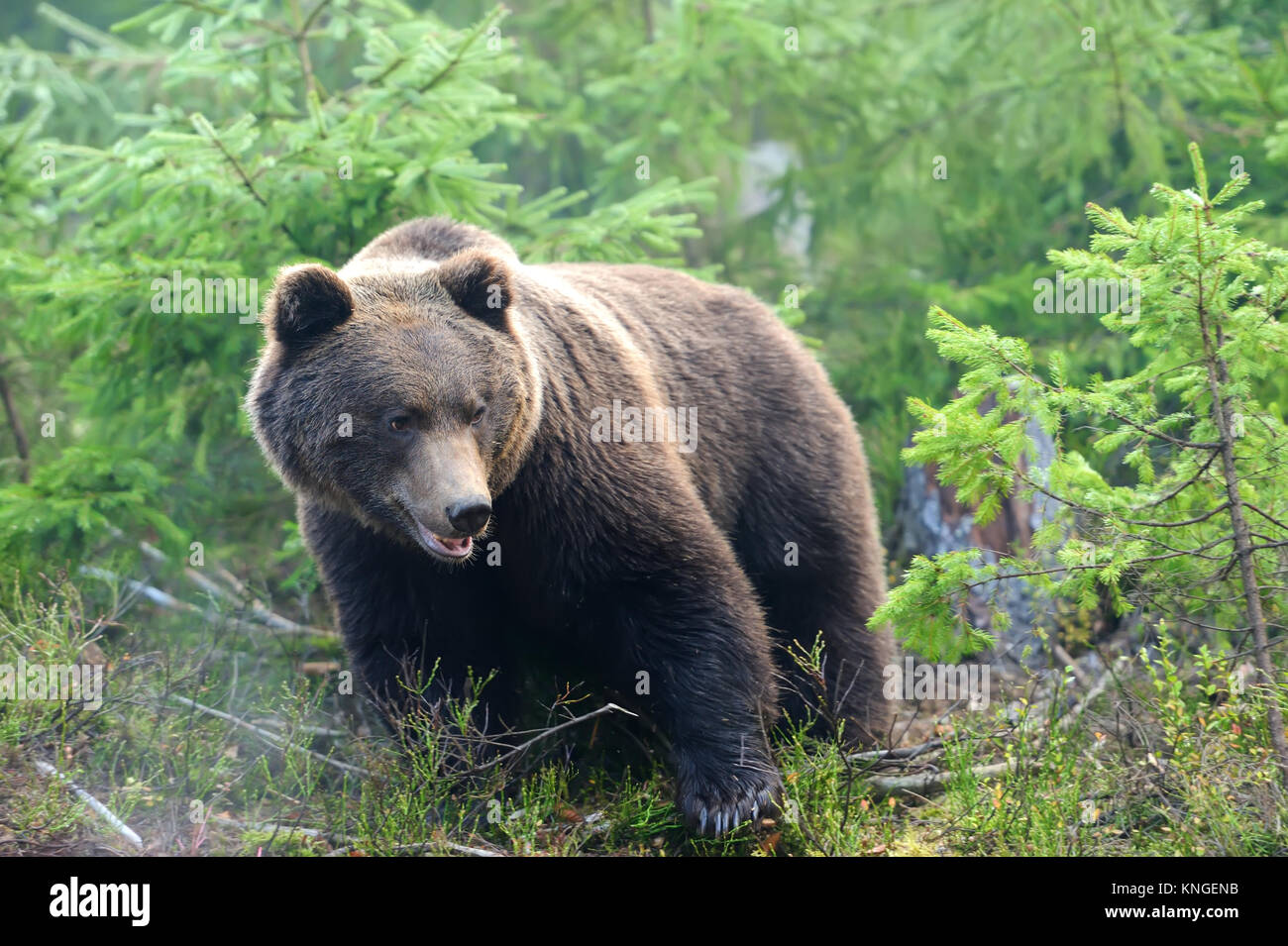 A big brown bear in the forest Stock Photo - Alamy