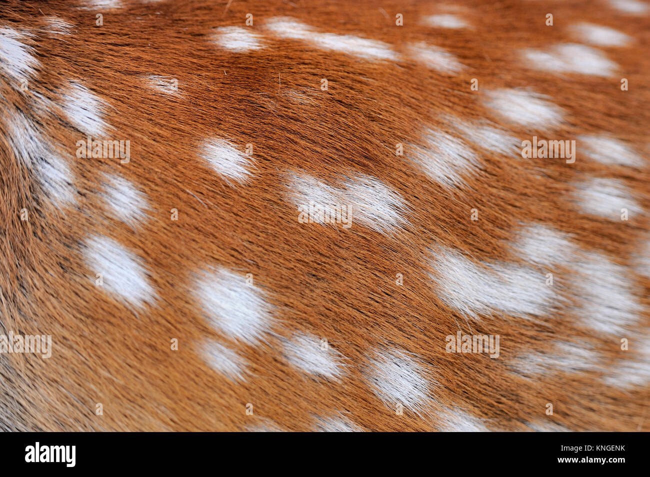 Texture of real axis sika deer fur Stock Photo