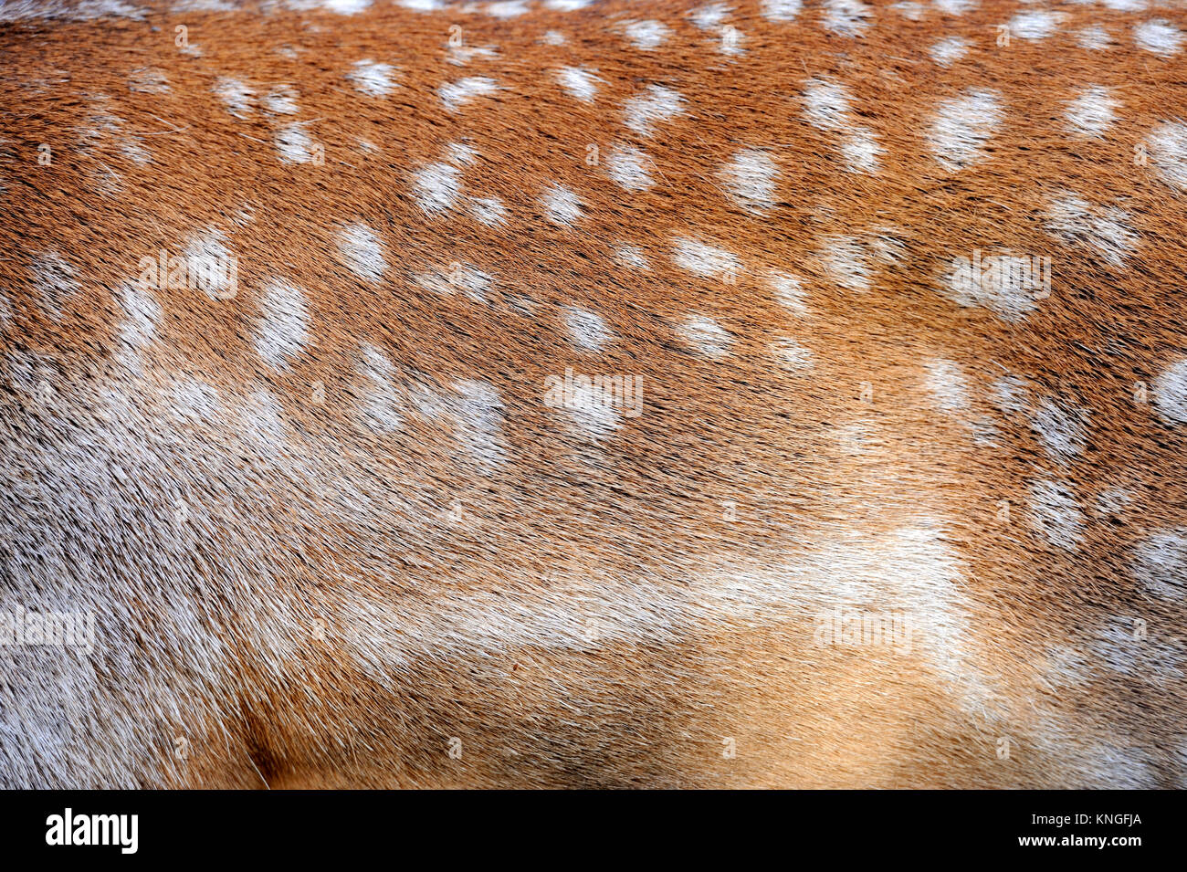 Texture Of Real Axis Sika Deer Fur Stock Photo Alamy