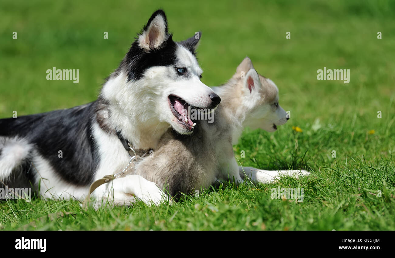 Cute little siberian husky puppy in grass Stock Photo - Alamy