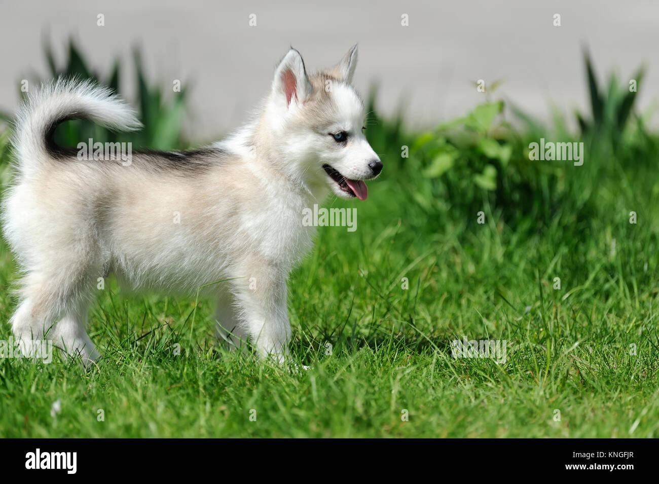 Cute little siberian husky puppy in grass Stock Photo - Alamy