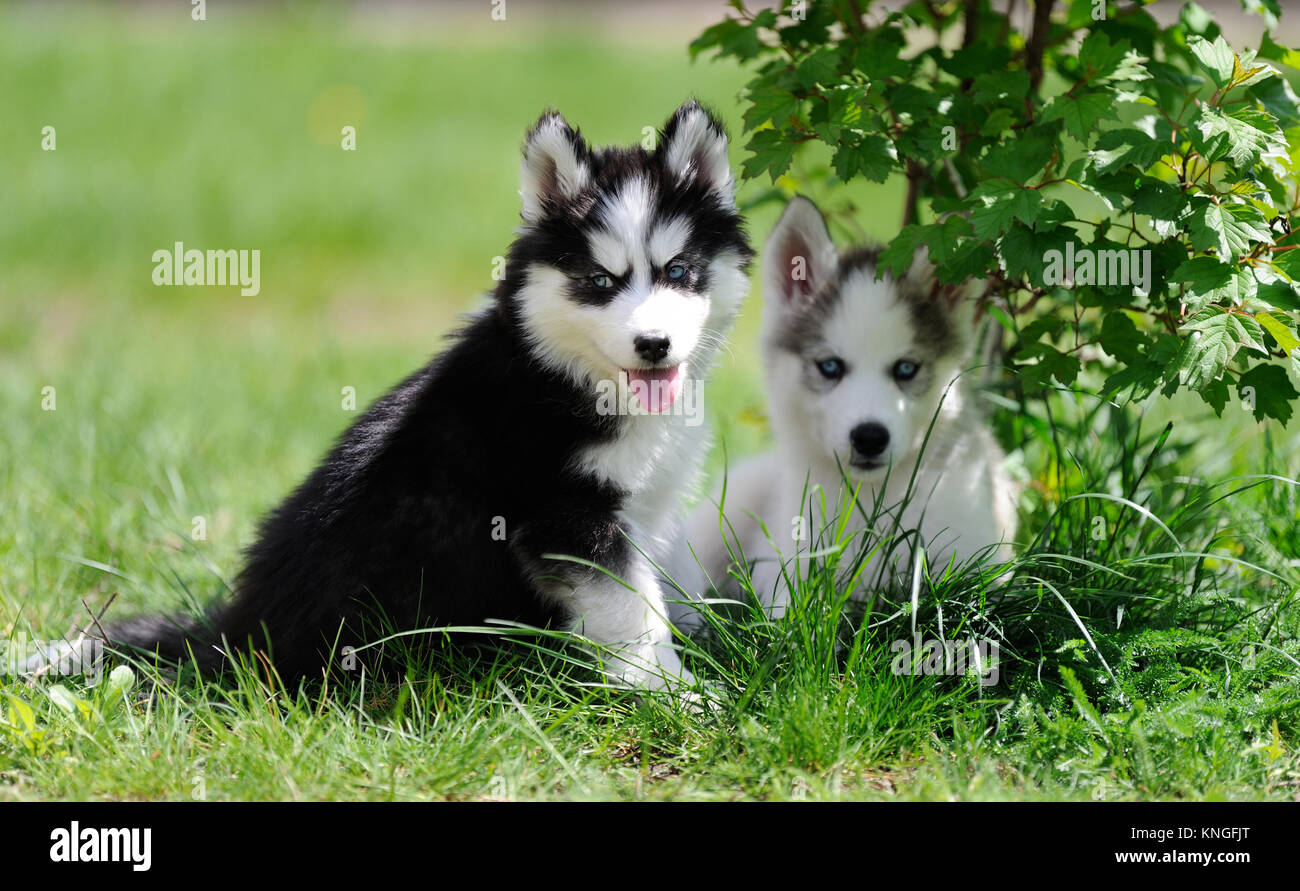 Cute little siberian husky puppy in grass Stock Photo - Alamy