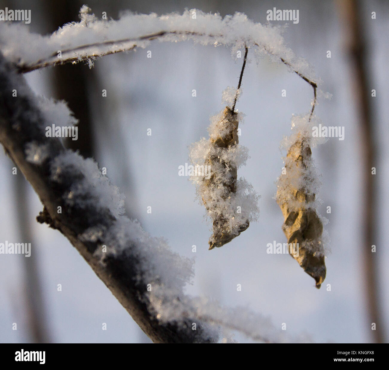 Yellow autumn leaves under the first snow Stock Photo - Alamy