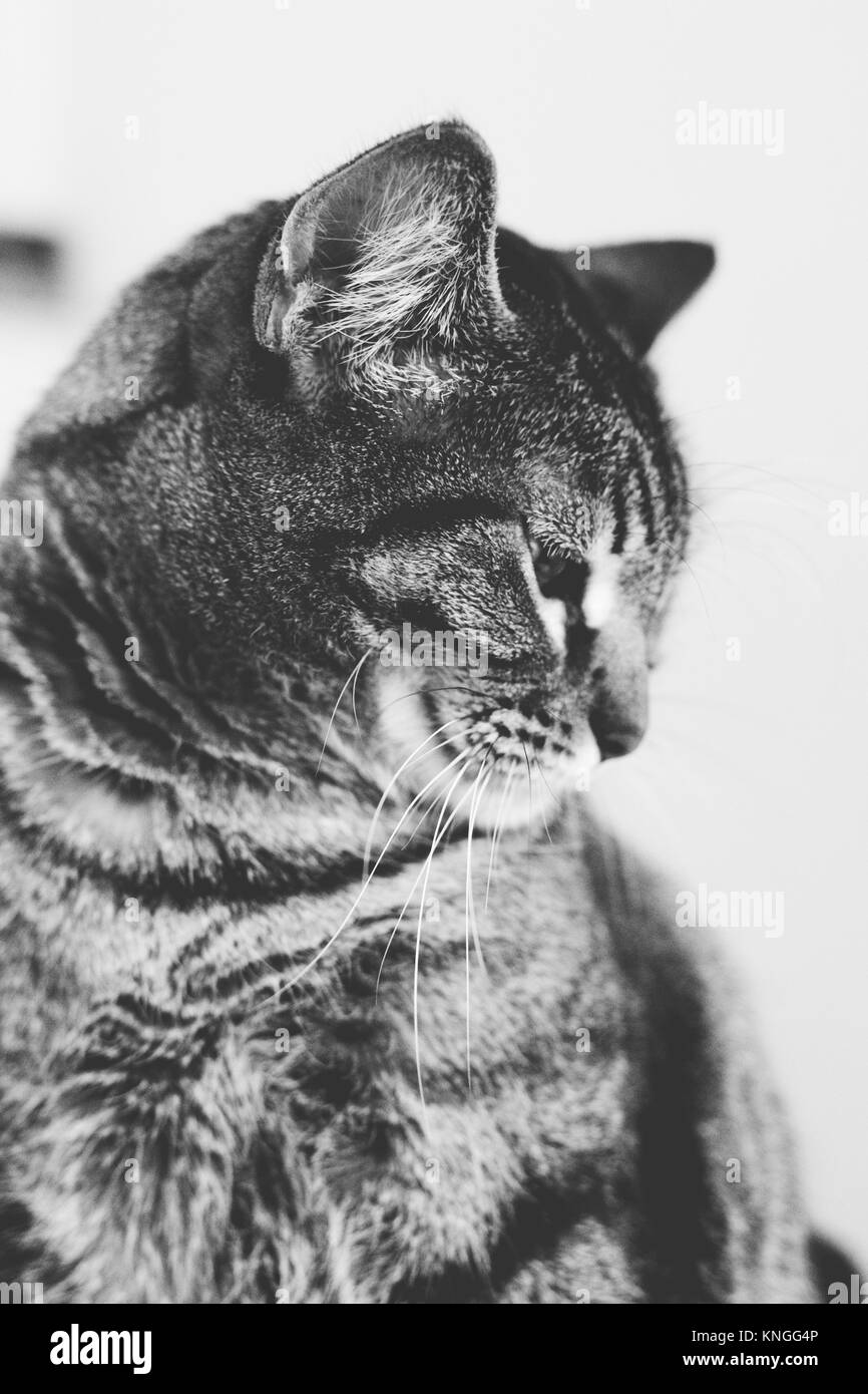Portrait of a tabby cat Stock Photo