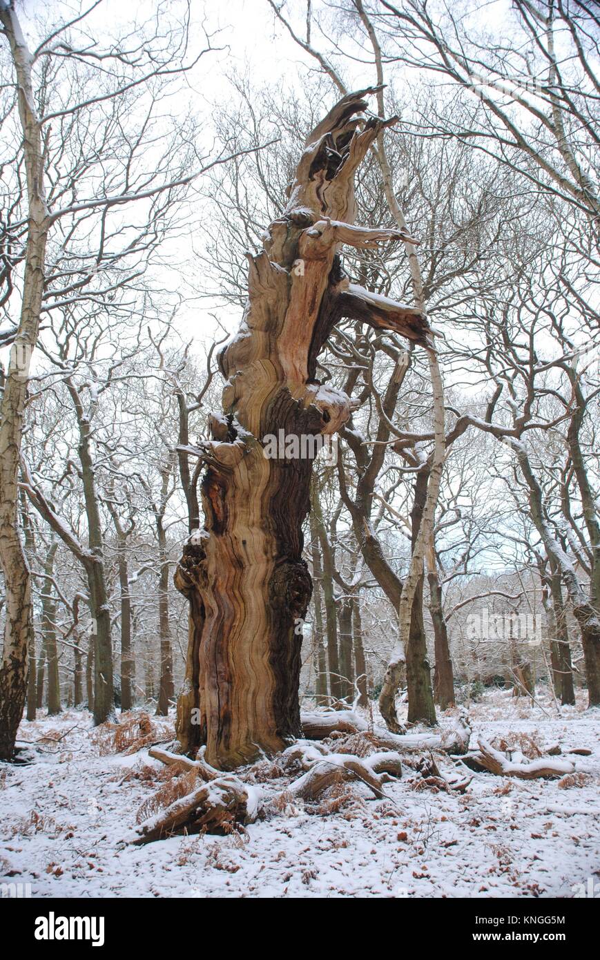 The Old Oak Trees of Sherwood Forest. The Home of Robin Hood. Stock Photo