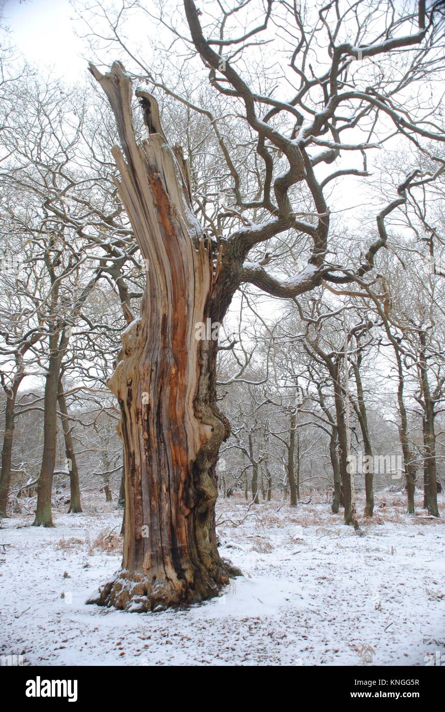 The Old Oak Trees of Sherwood Forest. The Home of Robin Hood. Stock Photo